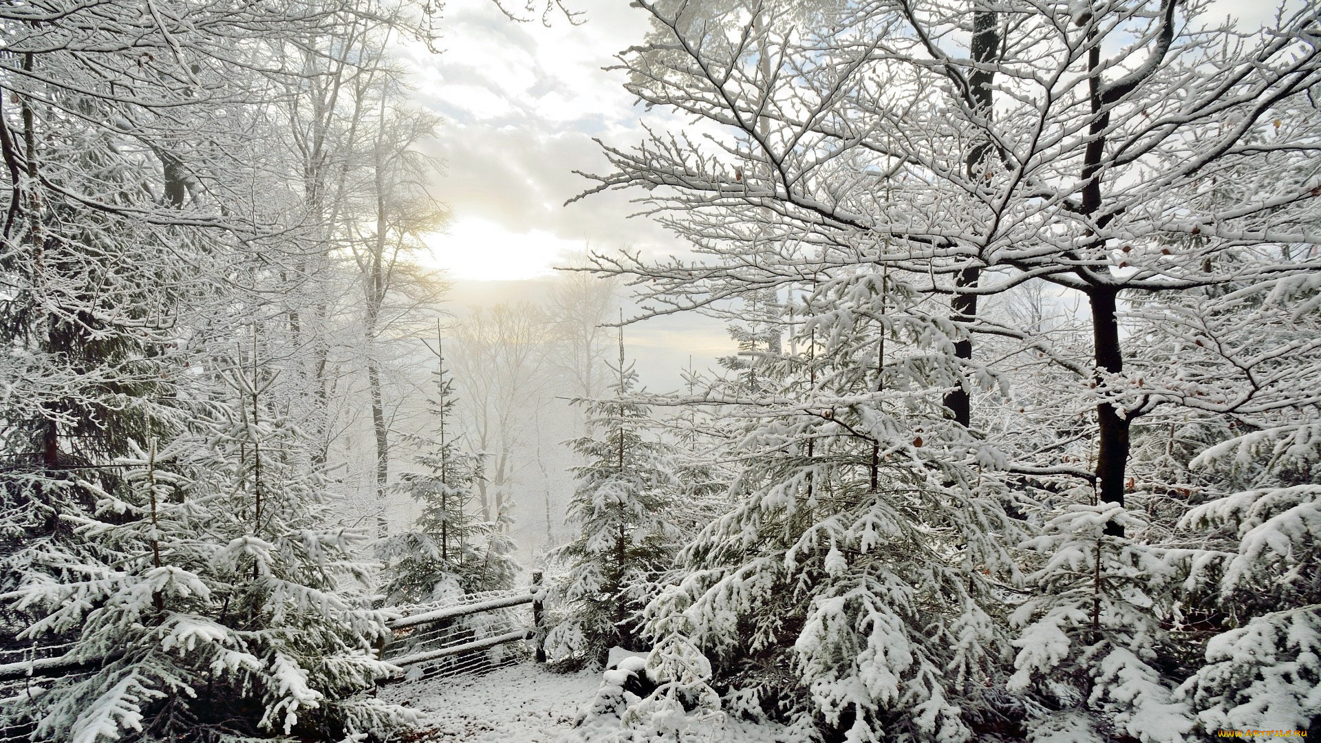 природа, зима, забор, елки, снег