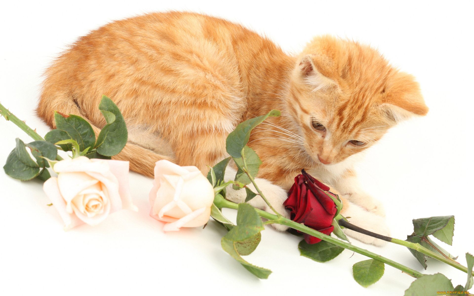 животные, коты, рыжий, котенок, с, розами