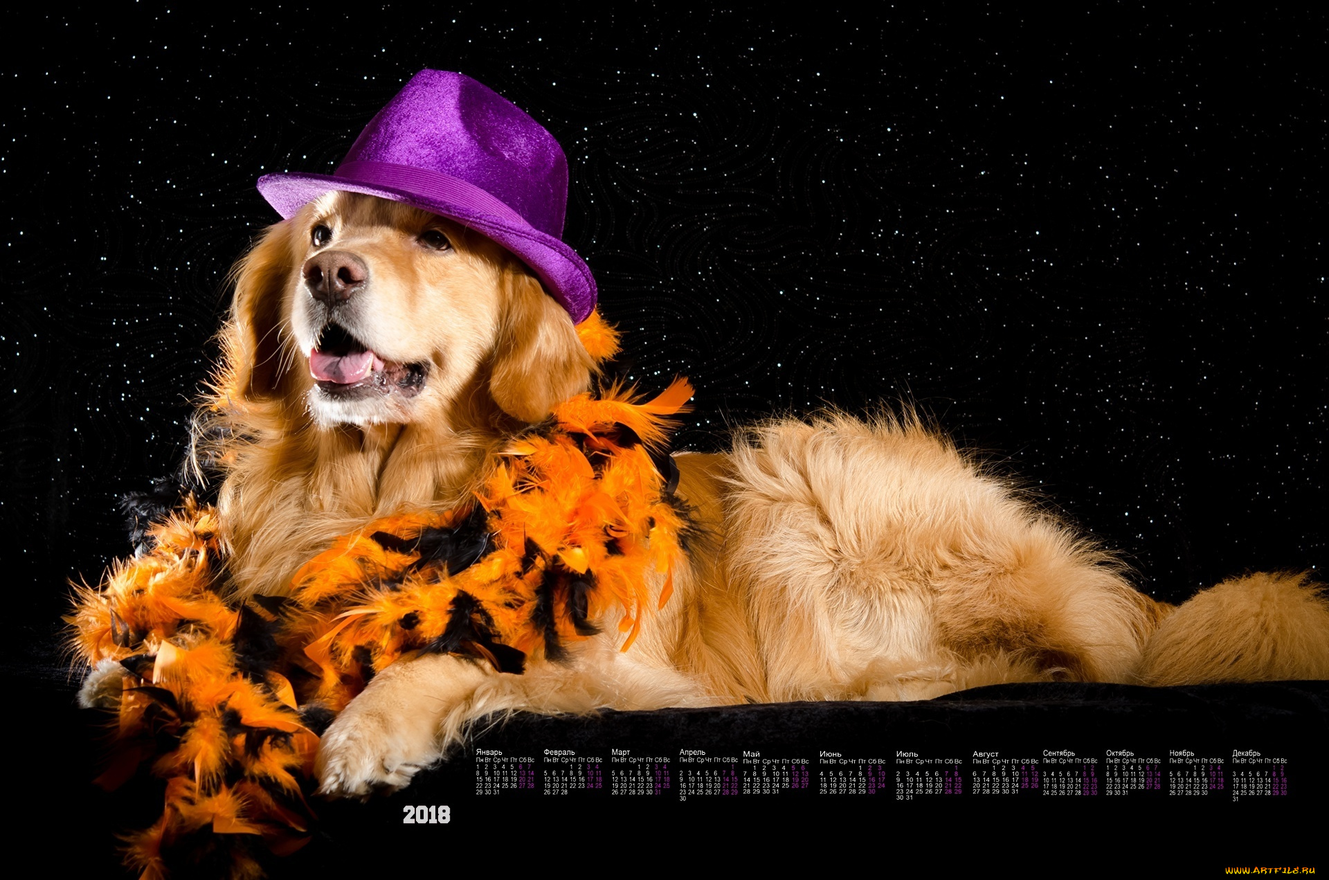 календари, животные, шляпа, собака, черный, фон