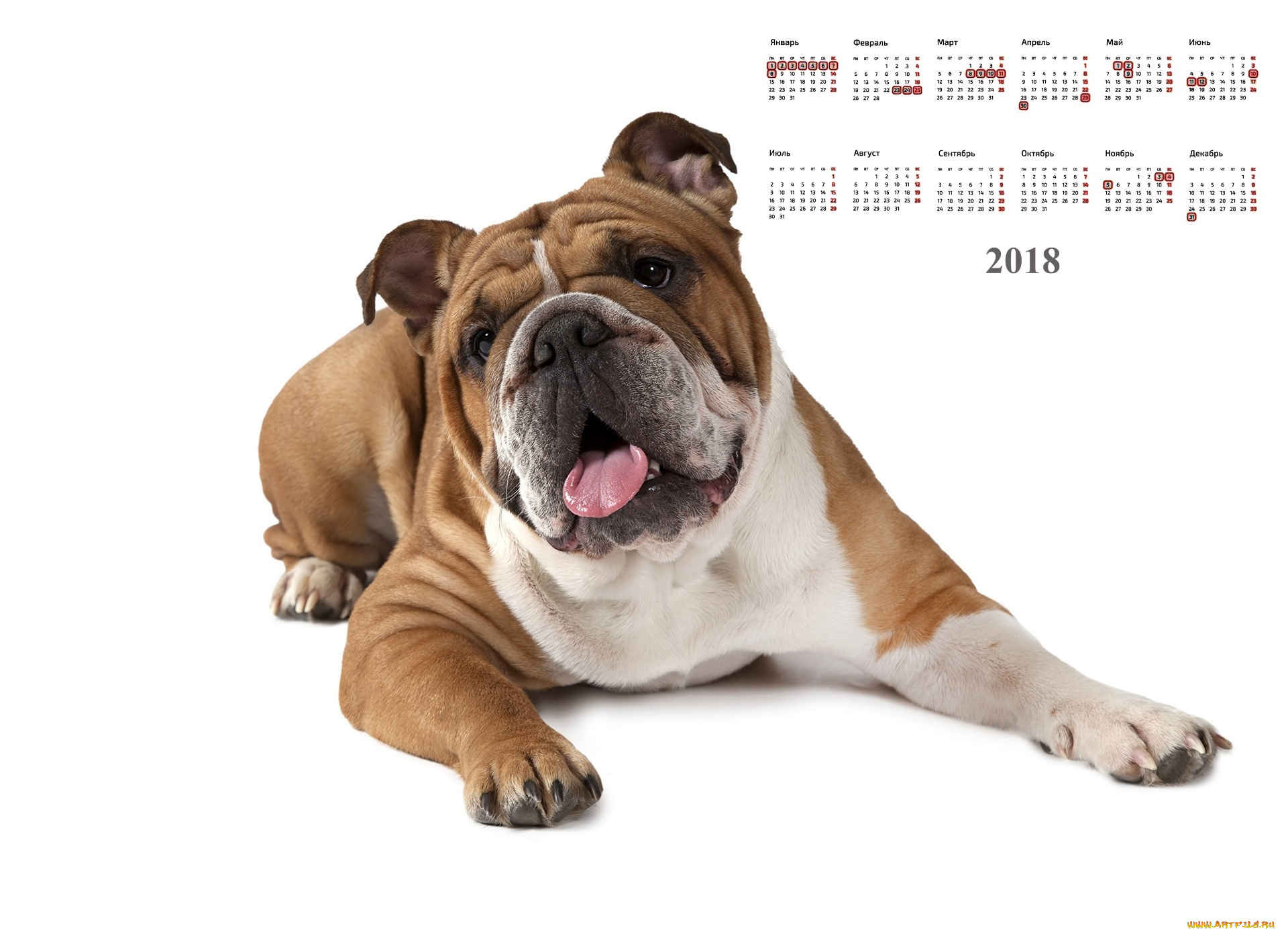 календари, животные, собака, белый, фон