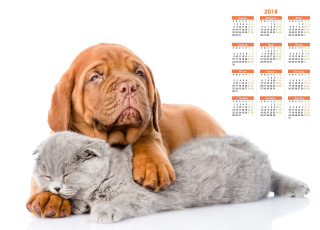 Картинка календари животные белый фон кошка собака