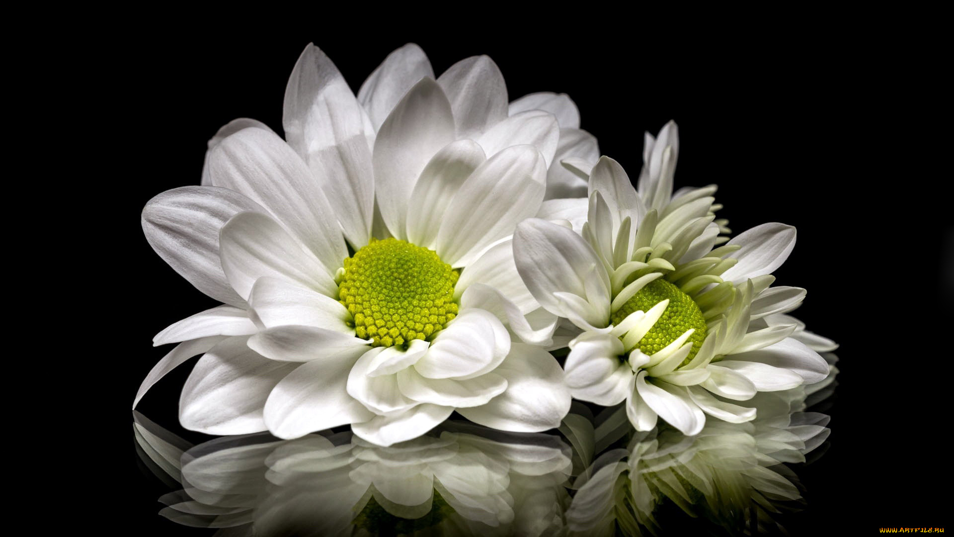 цветы, хризантемы, белые, отражение