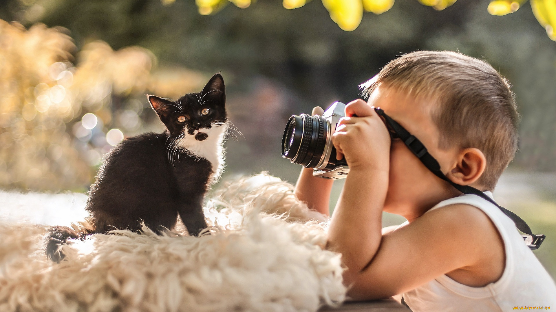 разное, дети, мальчик, фотоаппарат, котенок