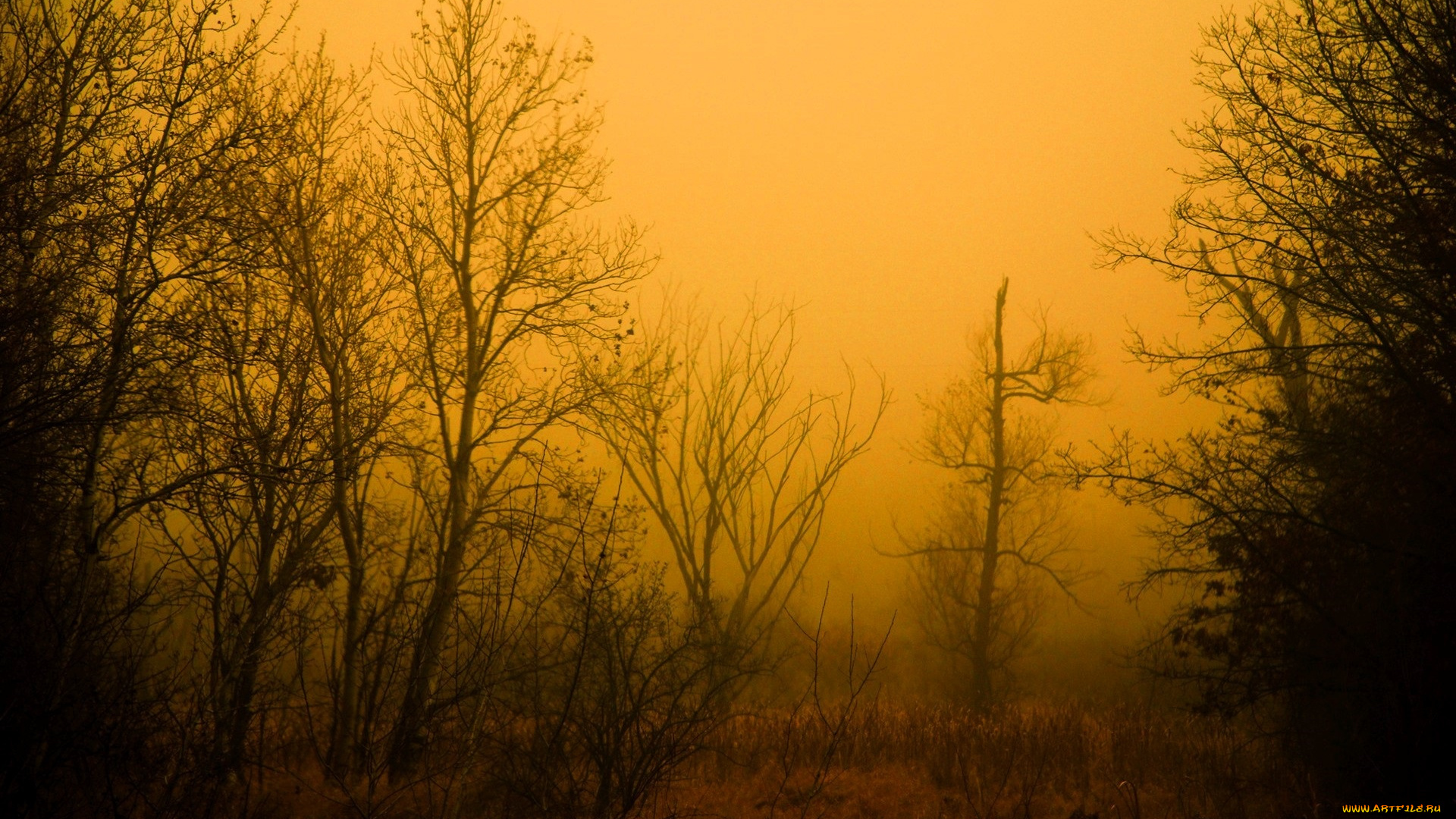 природа, деревья, осень, туман