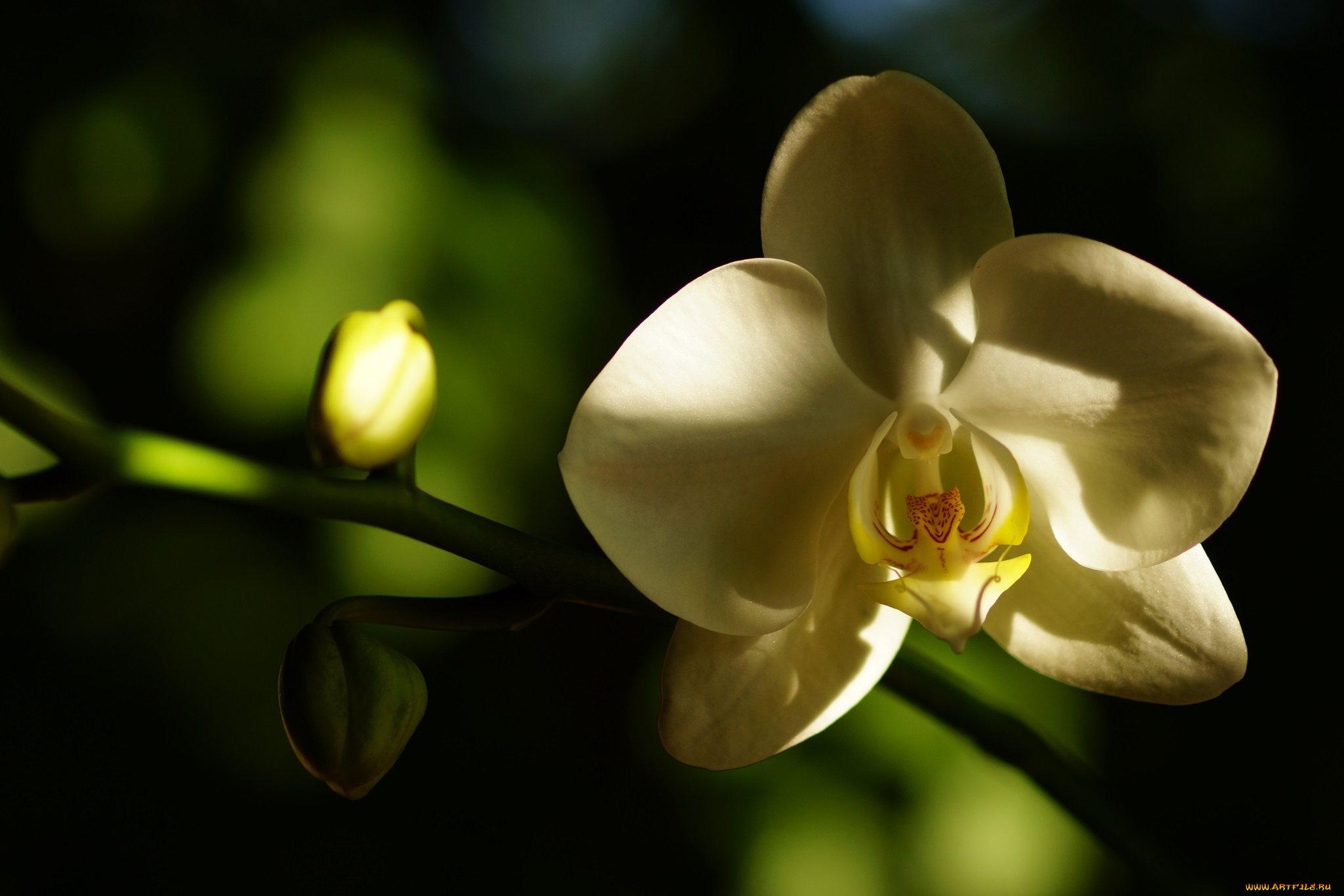 цветы, орхидеи, цветок, белый, лепестки, макро, тень, нежность