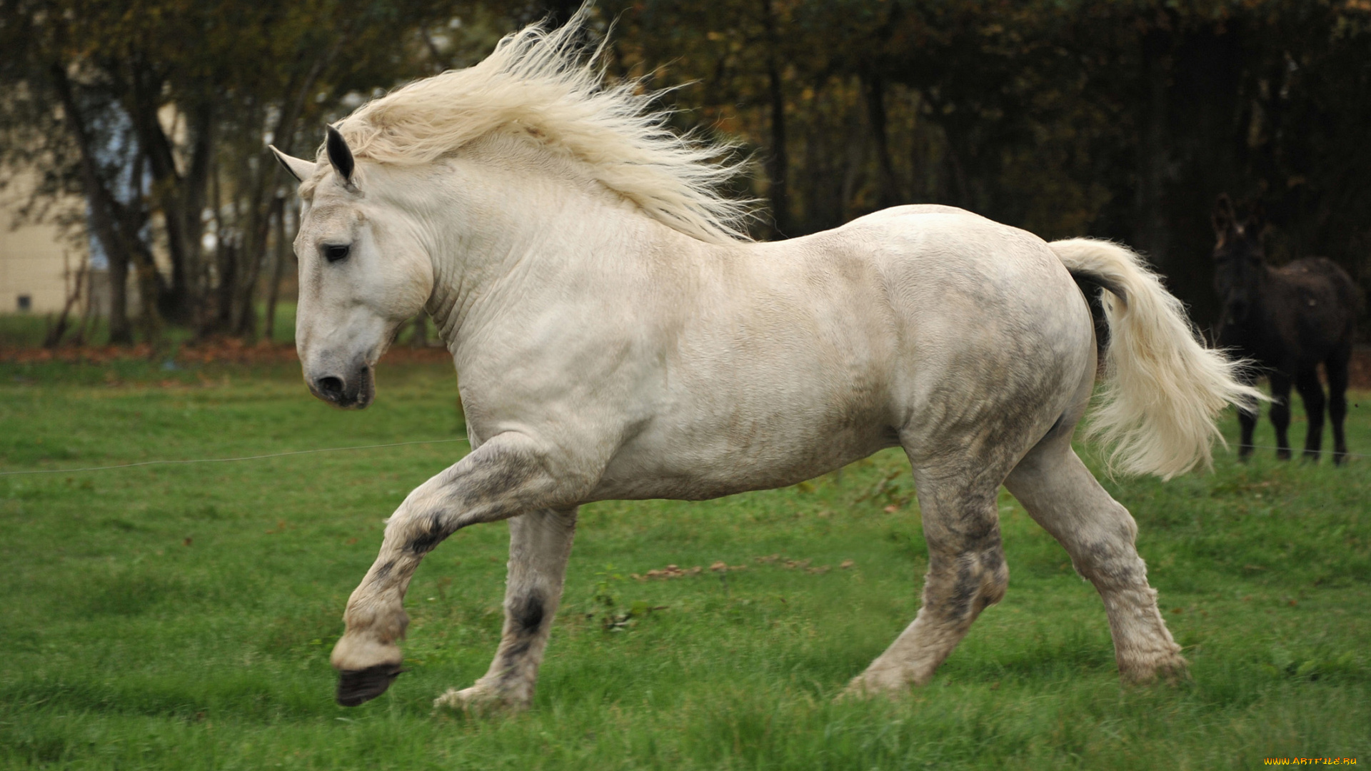 животные, лошади, мощь, непарнокопытные, белая, сила, лошадь, percheron