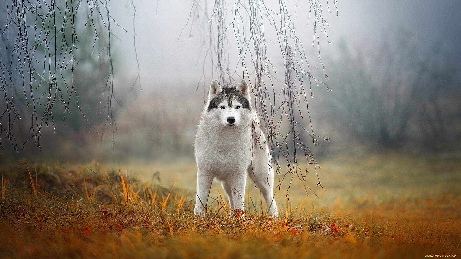 животные, собаки, сибирский, хаски, собака, туман, природа, ветки, взгляд, трава, осень