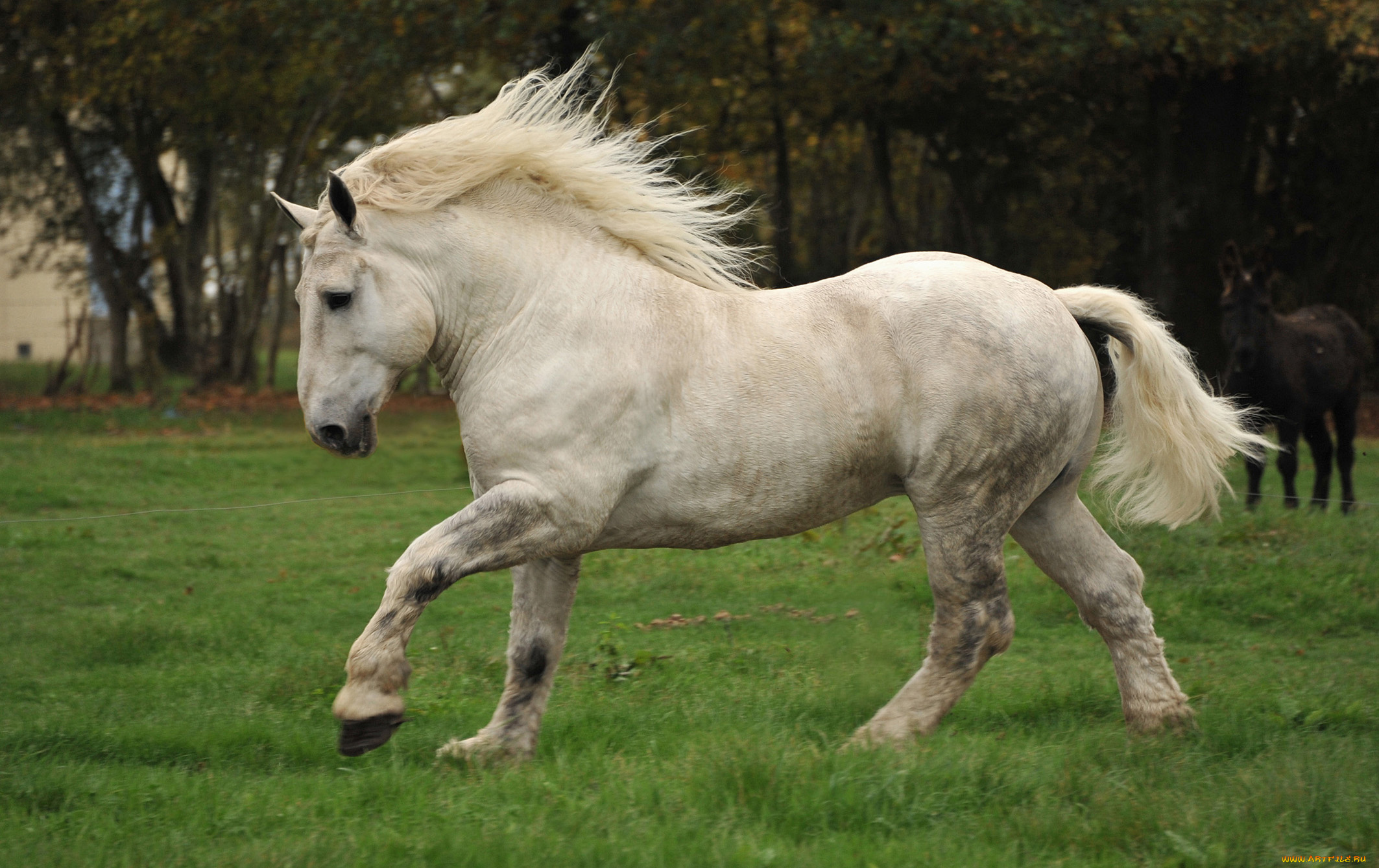 животные, лошади, мощь, непарнокопытные, белая, сила, лошадь, percheron