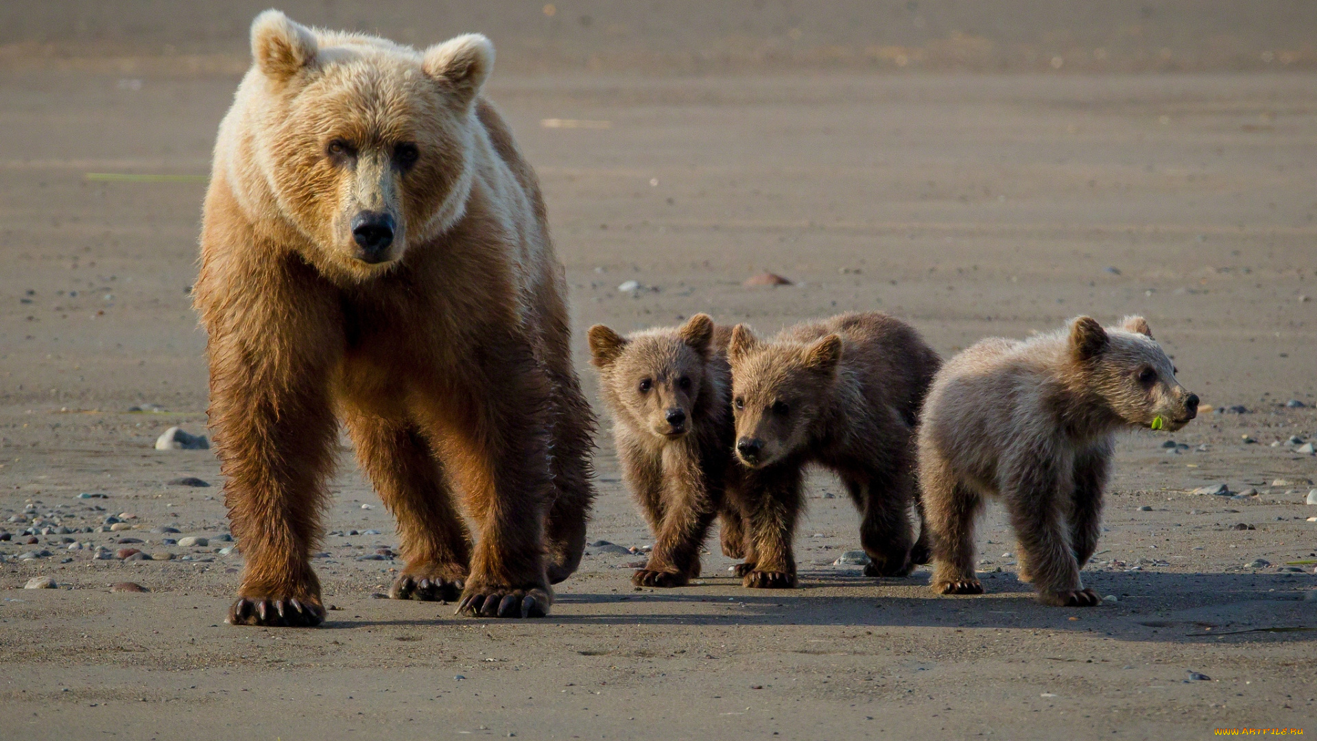 животные, медведи, малыши, мама