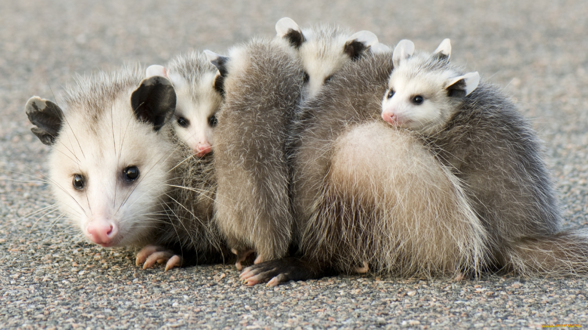 possums, животные, опоссумы, детёныши, opossum, опоссум, опоссумовые, зверёк, мех, хвостик, мордочка, млекопитающие