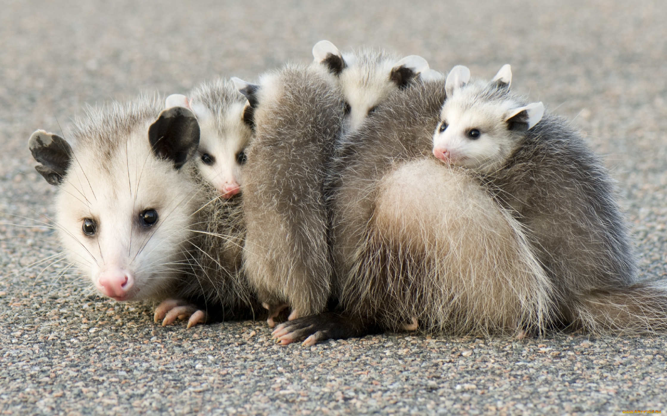 possums, животные, опоссумы, детёныши, opossum, опоссум, опоссумовые, зверёк, мех, хвостик, мордочка, млекопитающие