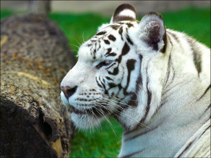 Картинка животные тигры белый тигр