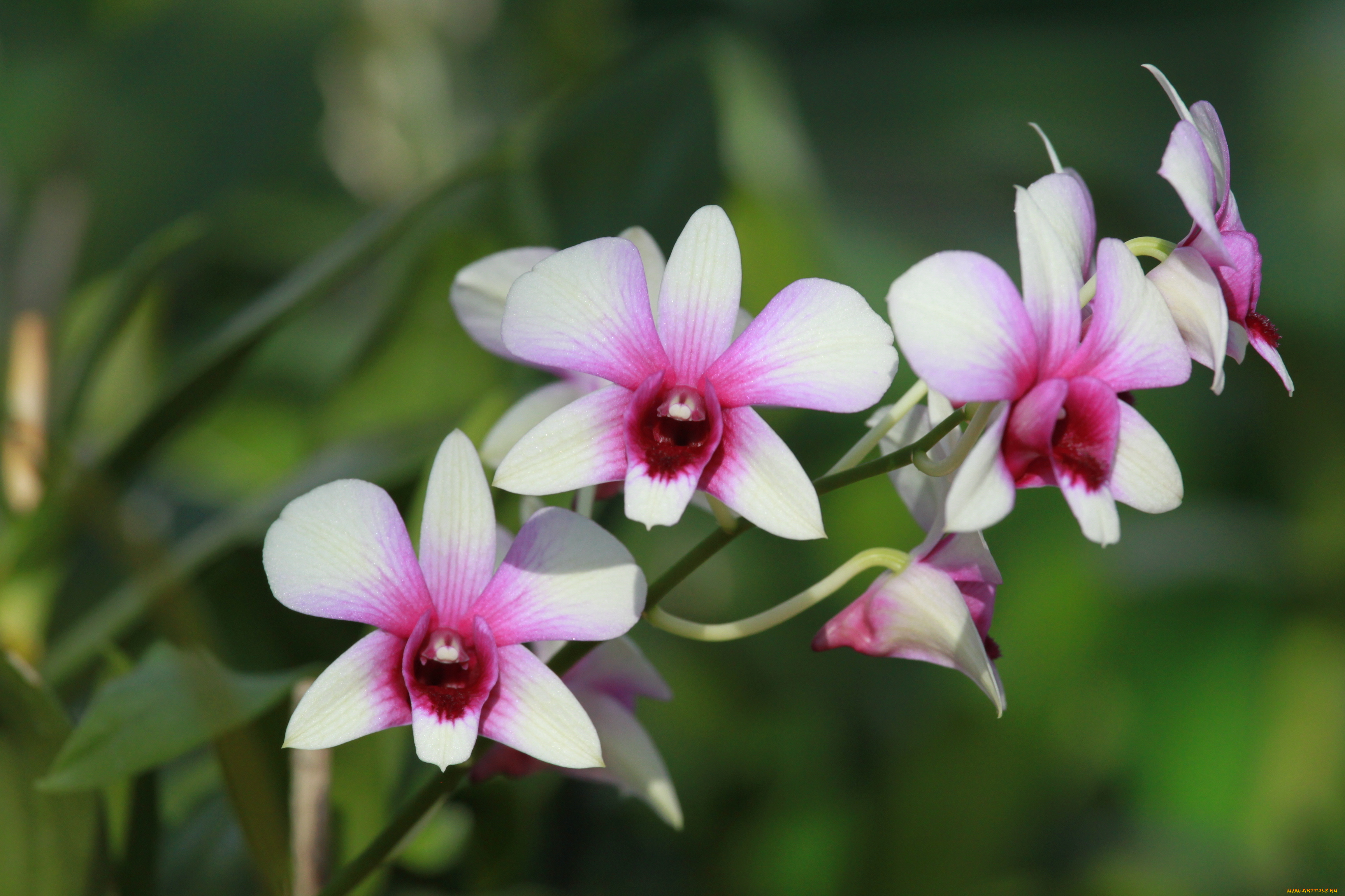 цветы, орхидеи, орхидея, лепестки, стебель, природа