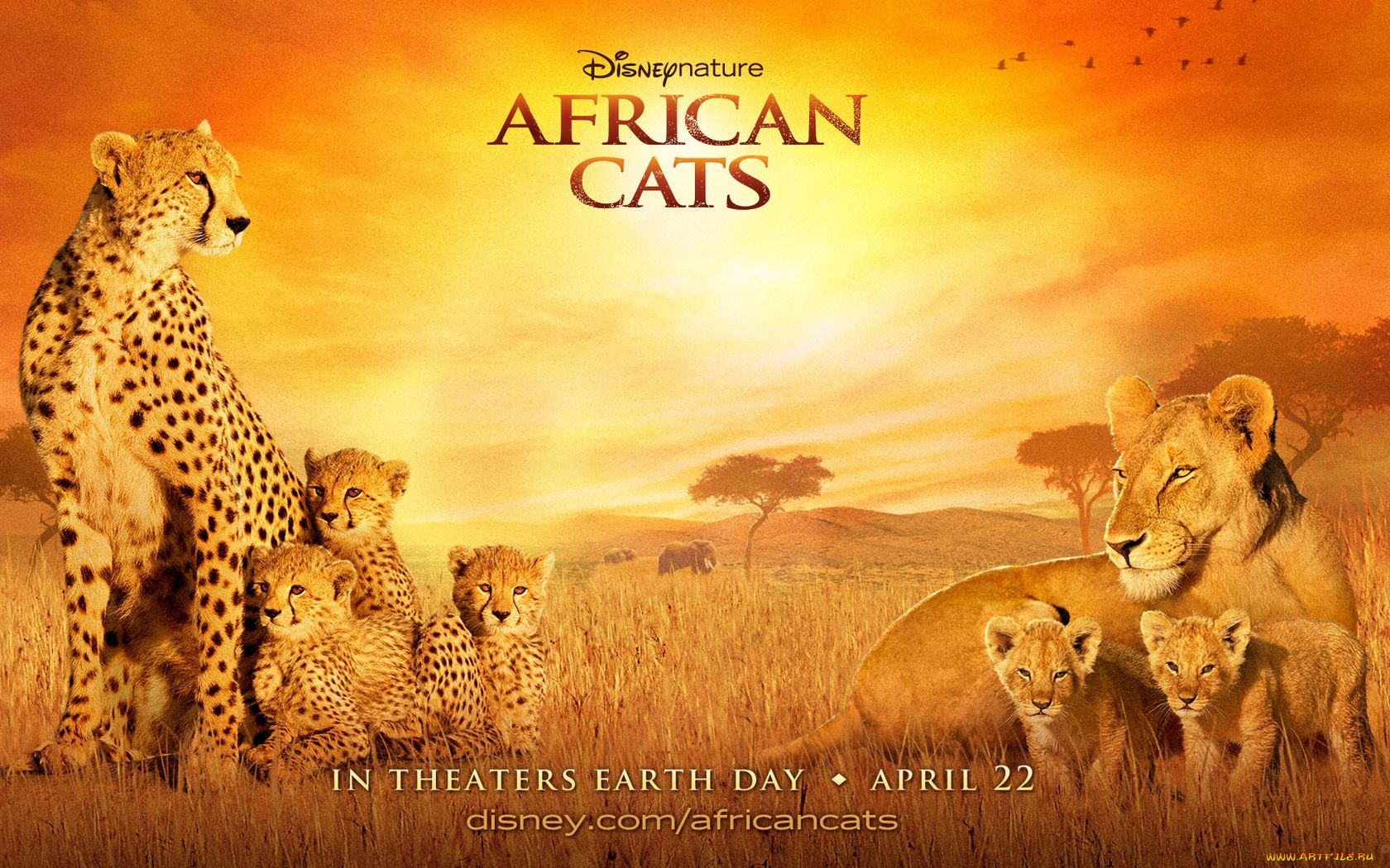 african, cats, кино, фильмы