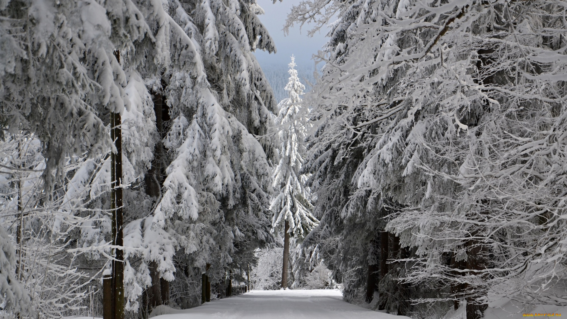 природа, зима, иней, снег, деревья, лес