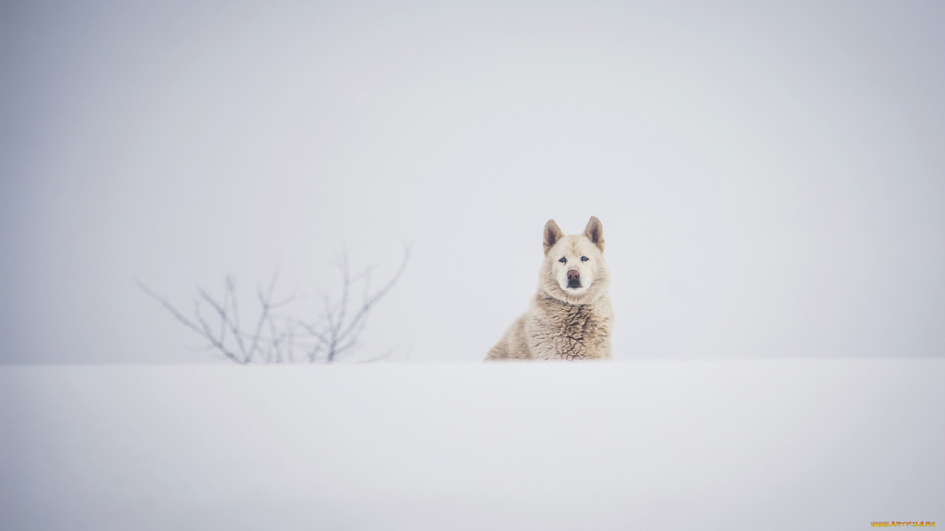 животные, собаки, пёс, морда, зима, снег, белый