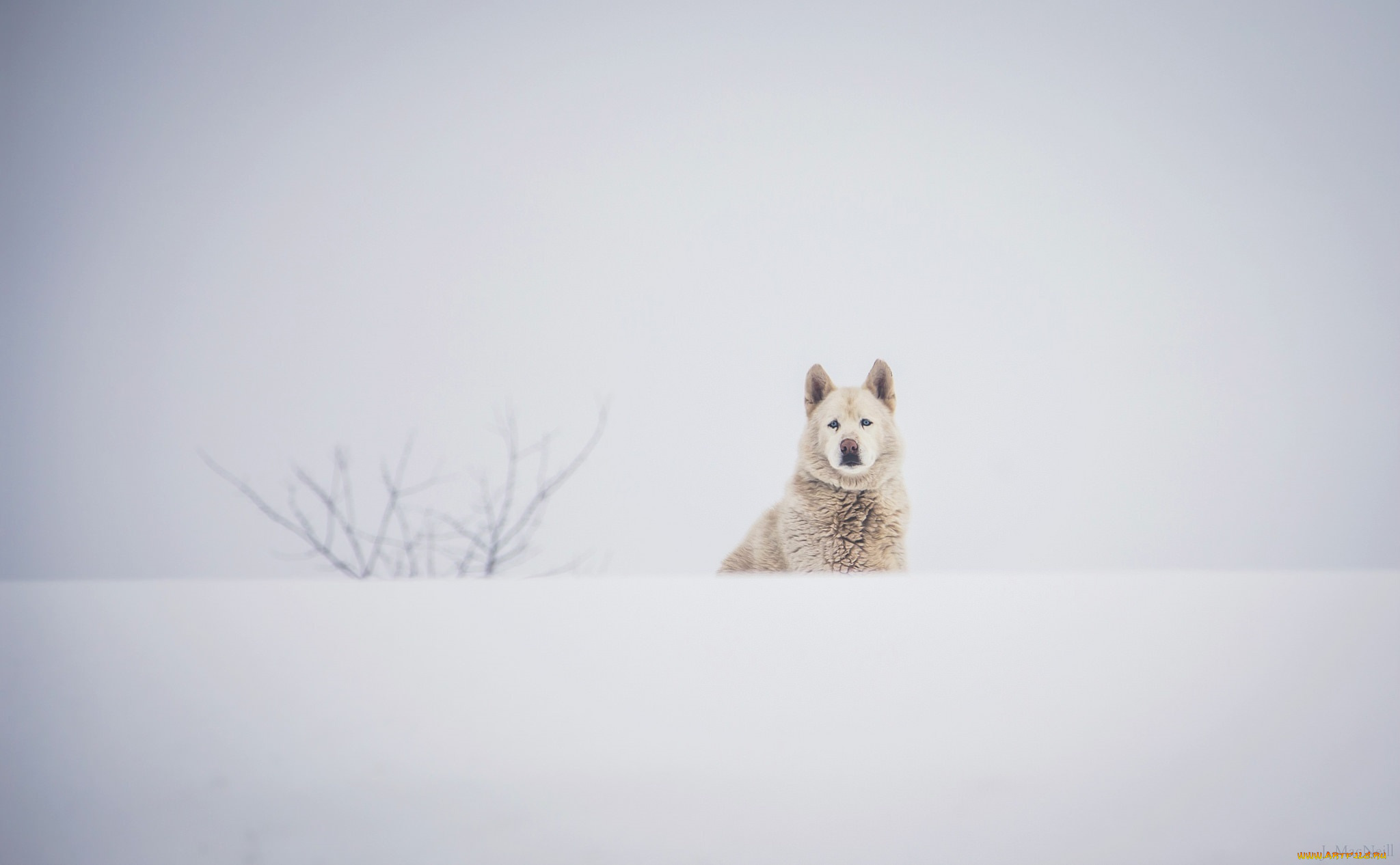 животные, собаки, пёс, морда, зима, снег, белый