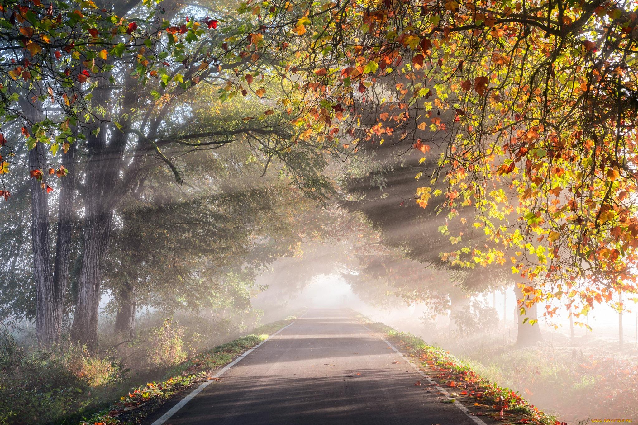 природа, дороги, осень, дорога, утро, дымка, свет, деревья, листва