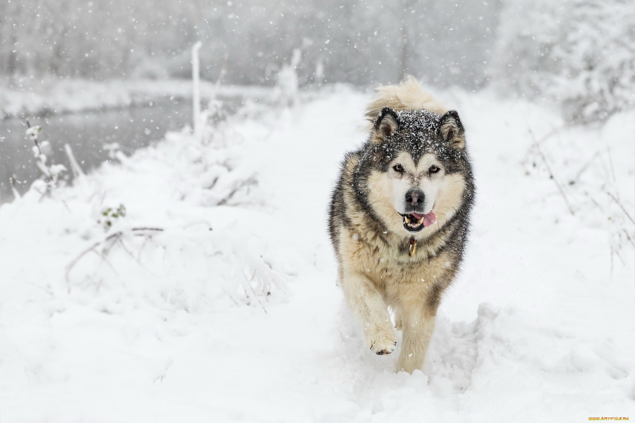 животные, собаки, собака, снег