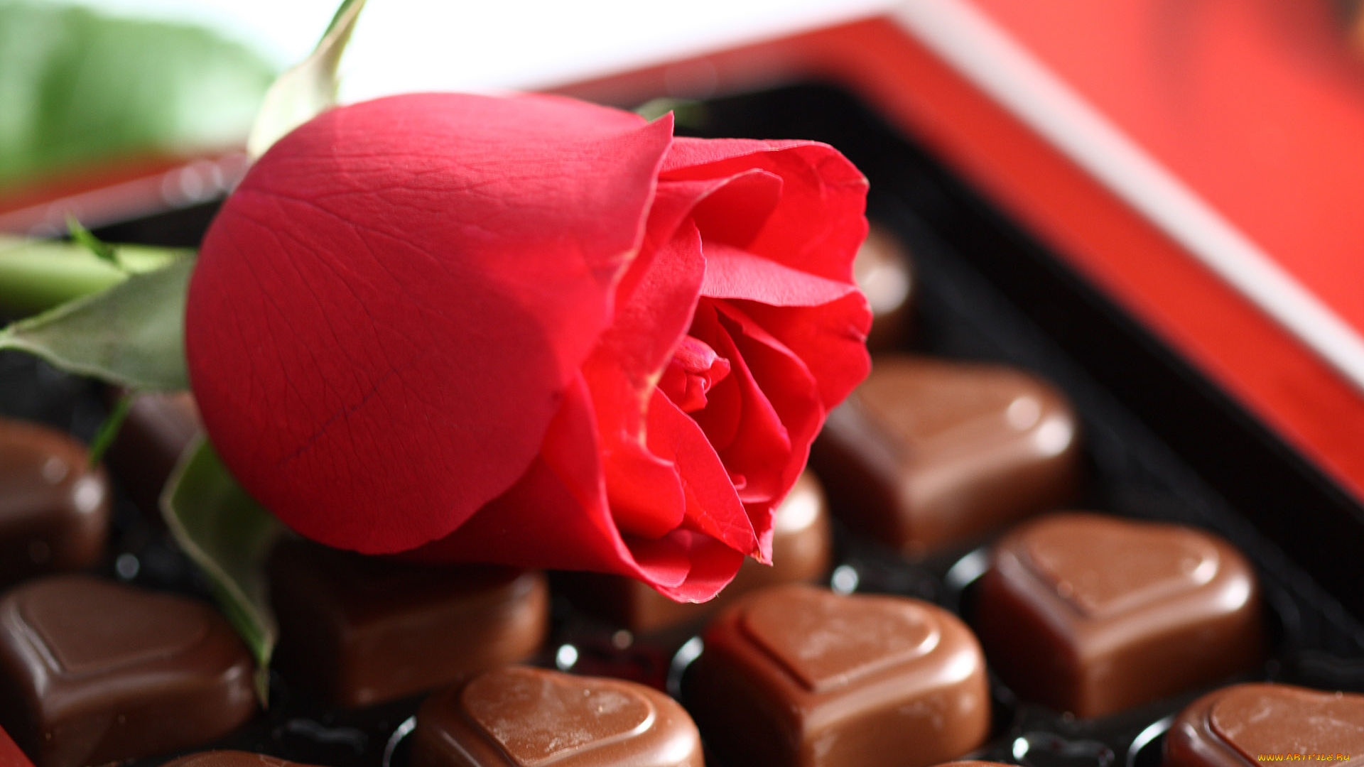 праздничные, день, святого, валентина, , сердечки, , любовь, роза, красная, конфеты