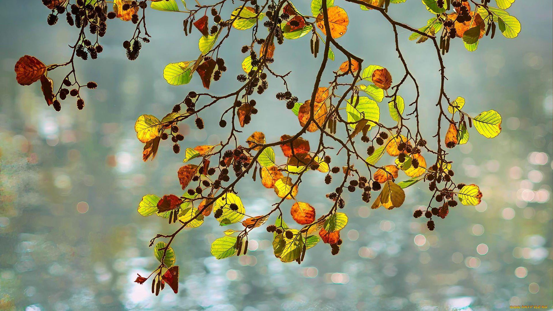 природа, листья