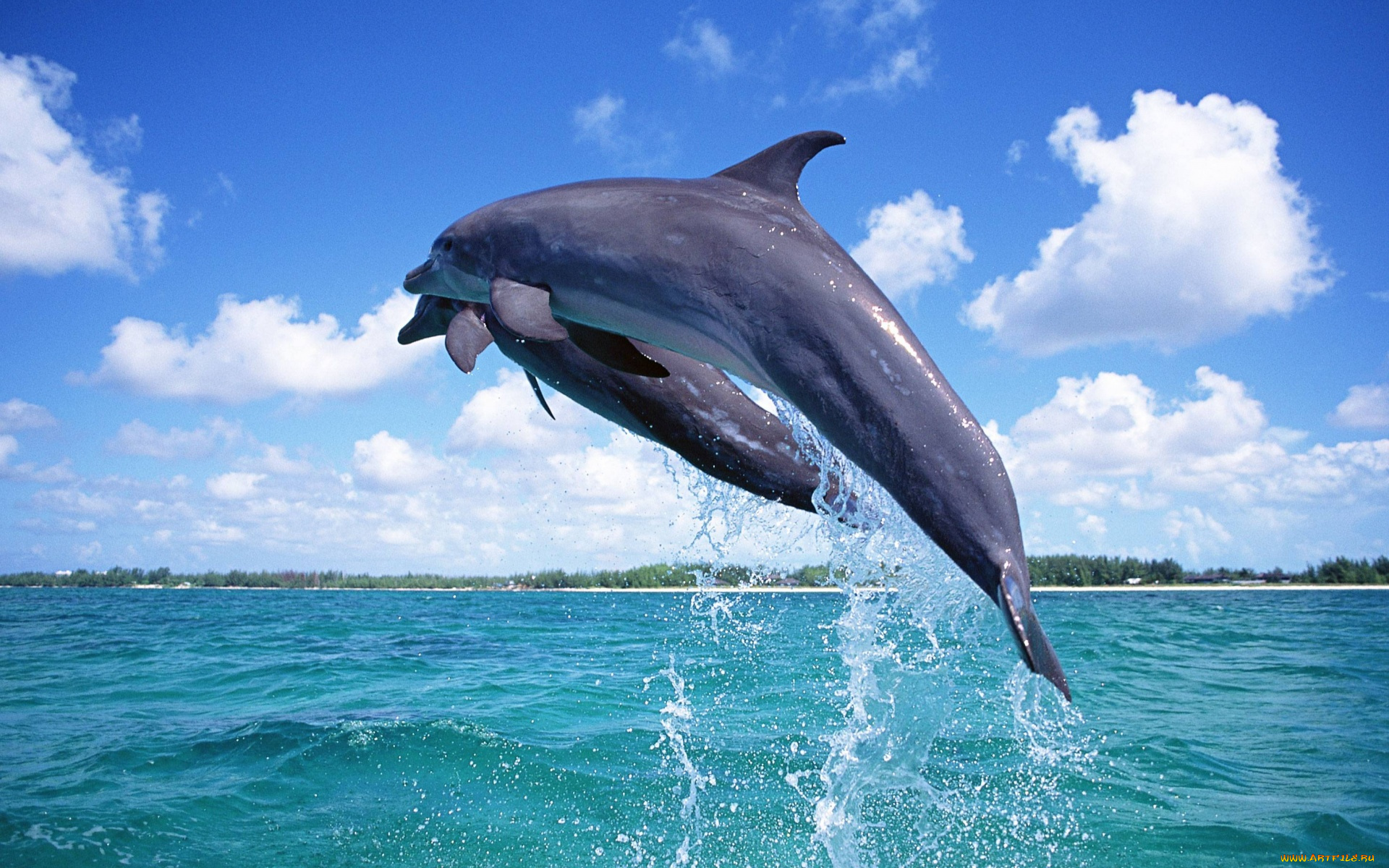 животные, дельфины, пара, прыжок, море