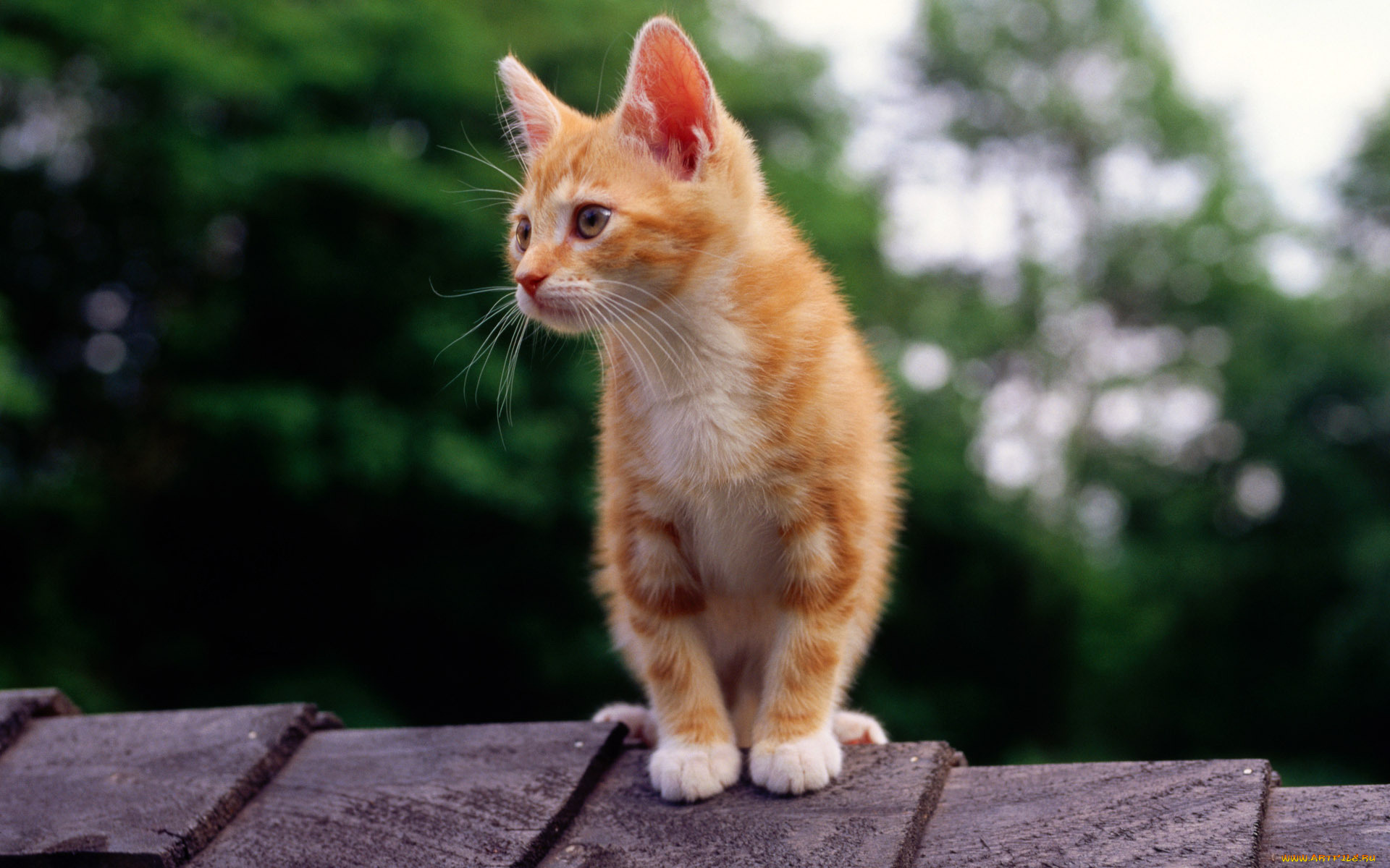 животные, коты, крыша, смотрит, рыжий, котенок