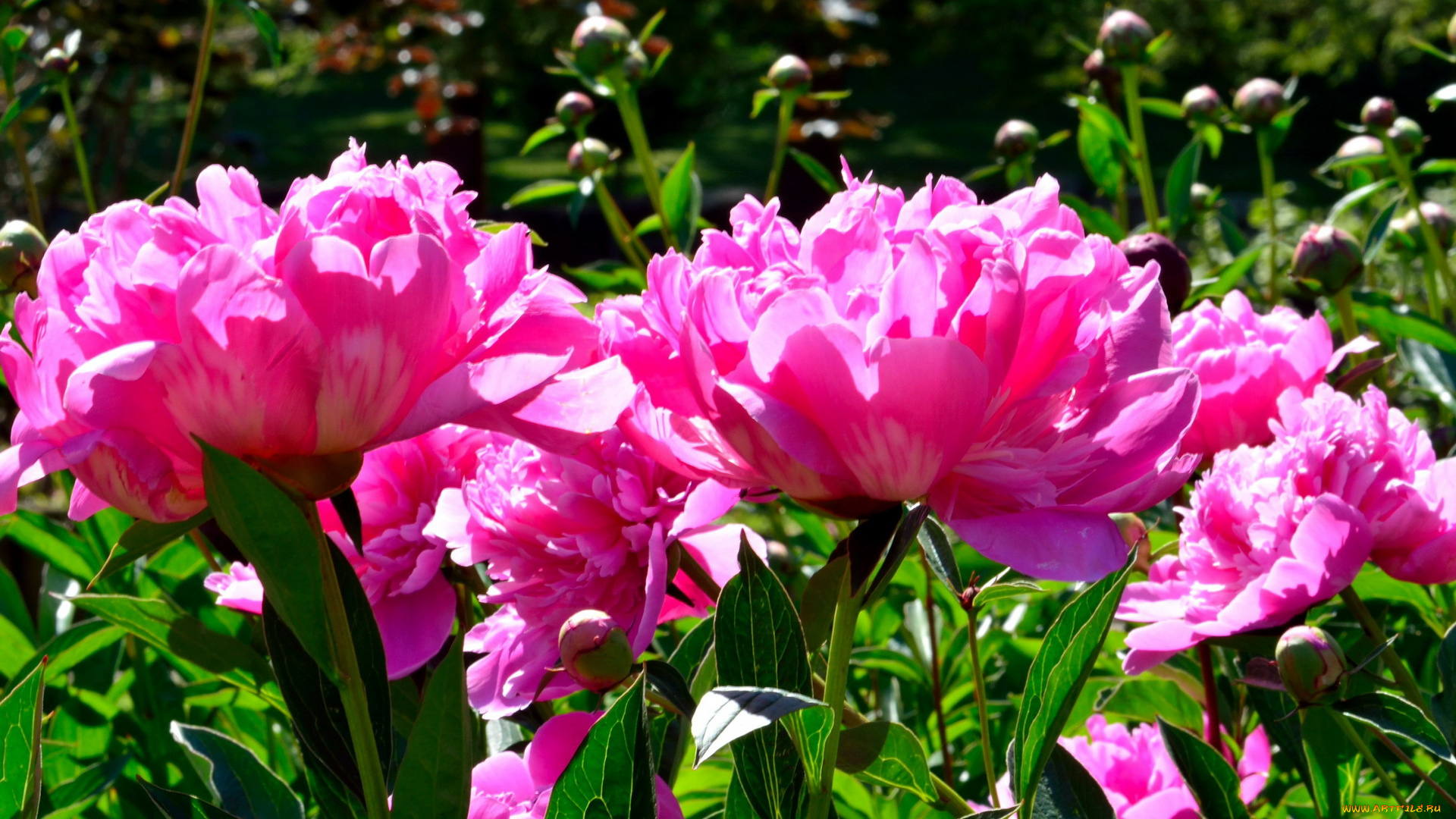 цветы, пионы, розовый