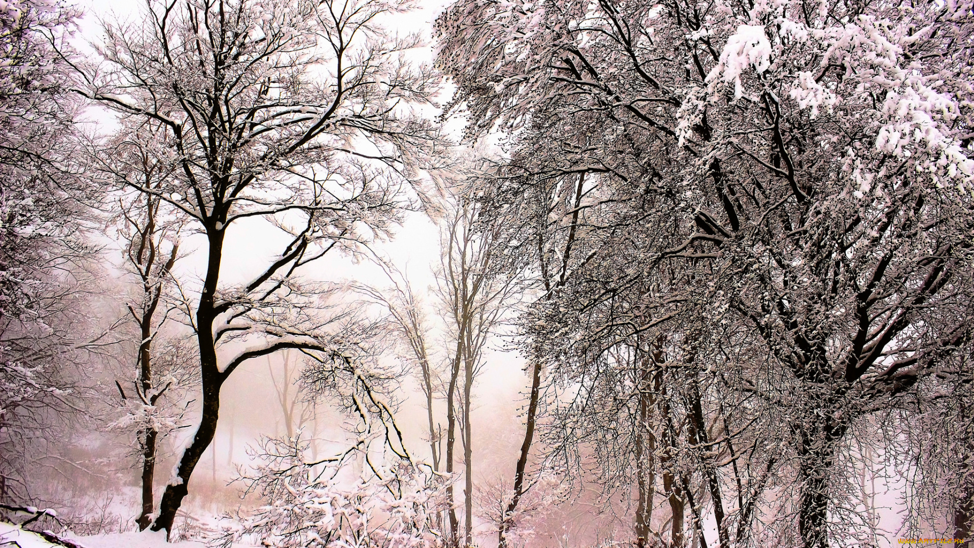природа, зима, деревья