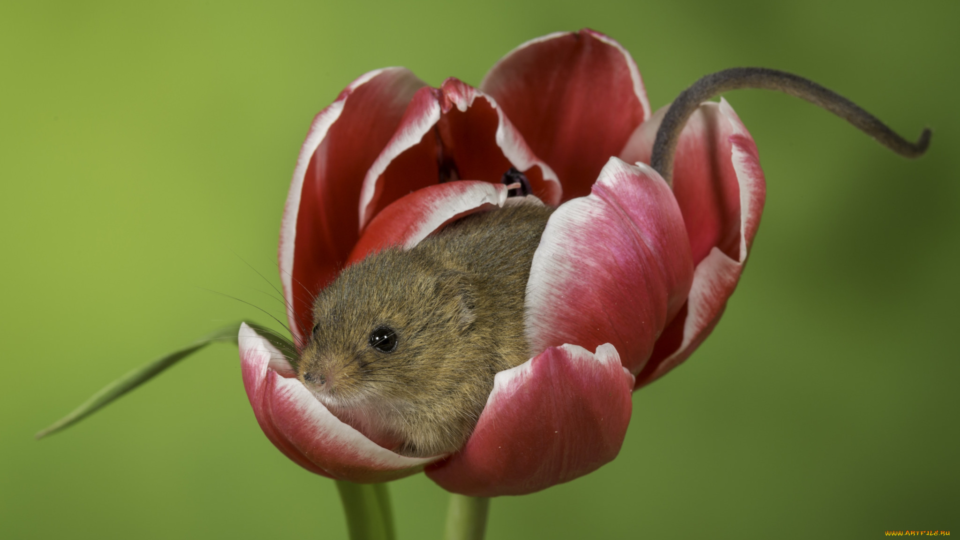 животные, крысы, , мыши, фон, тюльпан, мышь, цветок
