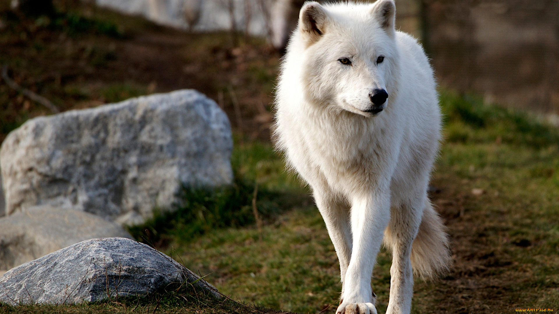 животные, волки, , койоты, , шакалы, арктический, взгляд, полярный, фон, камни, волк, морда, стоит, холм, природа, белый