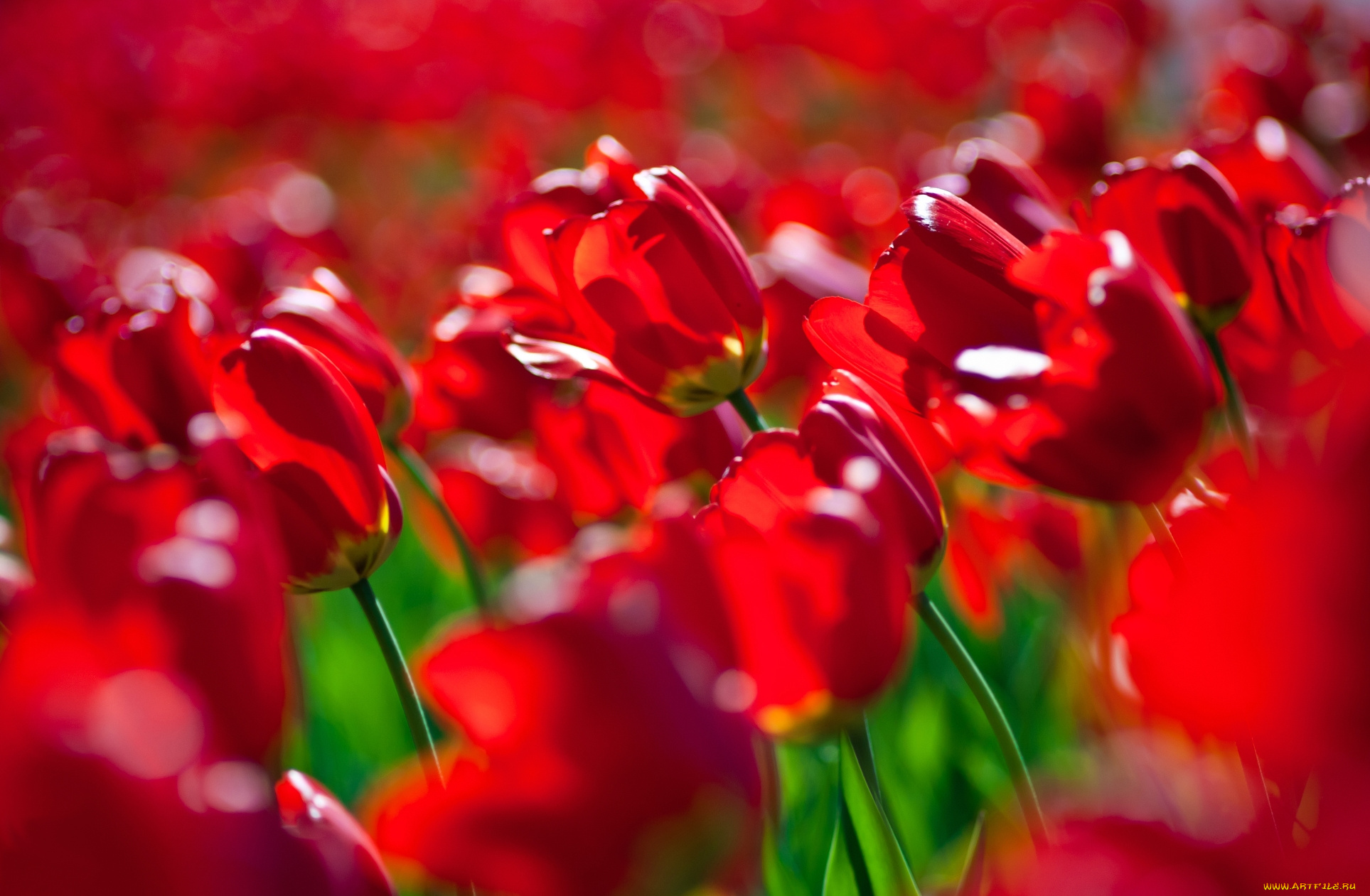 цветы, тюльпаны, поле, красные