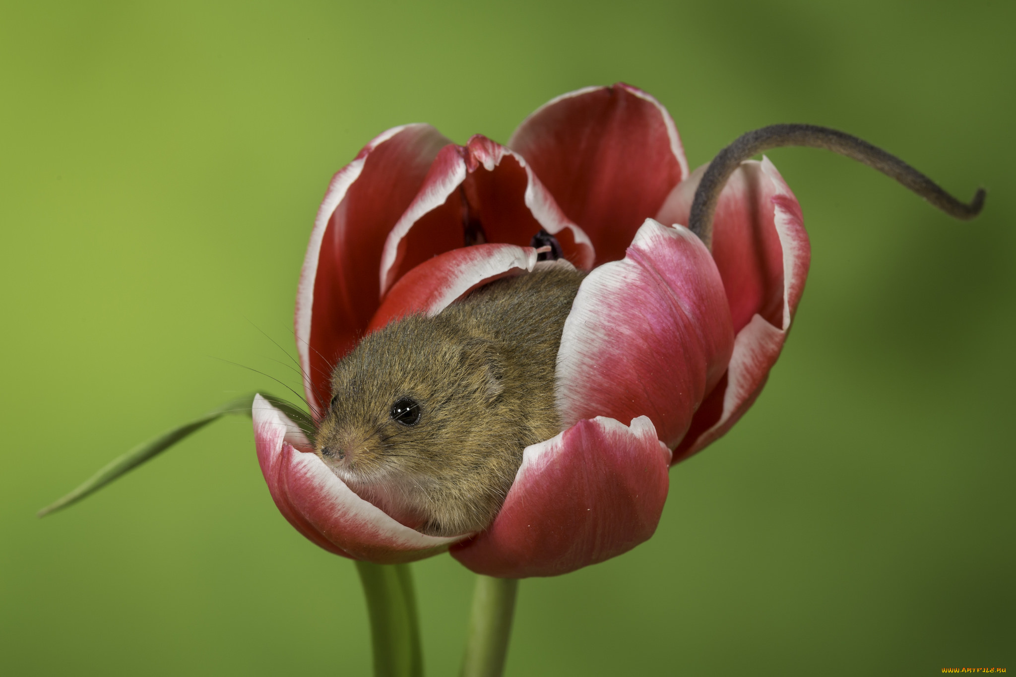 животные, крысы, , мыши, фон, тюльпан, мышь, цветок