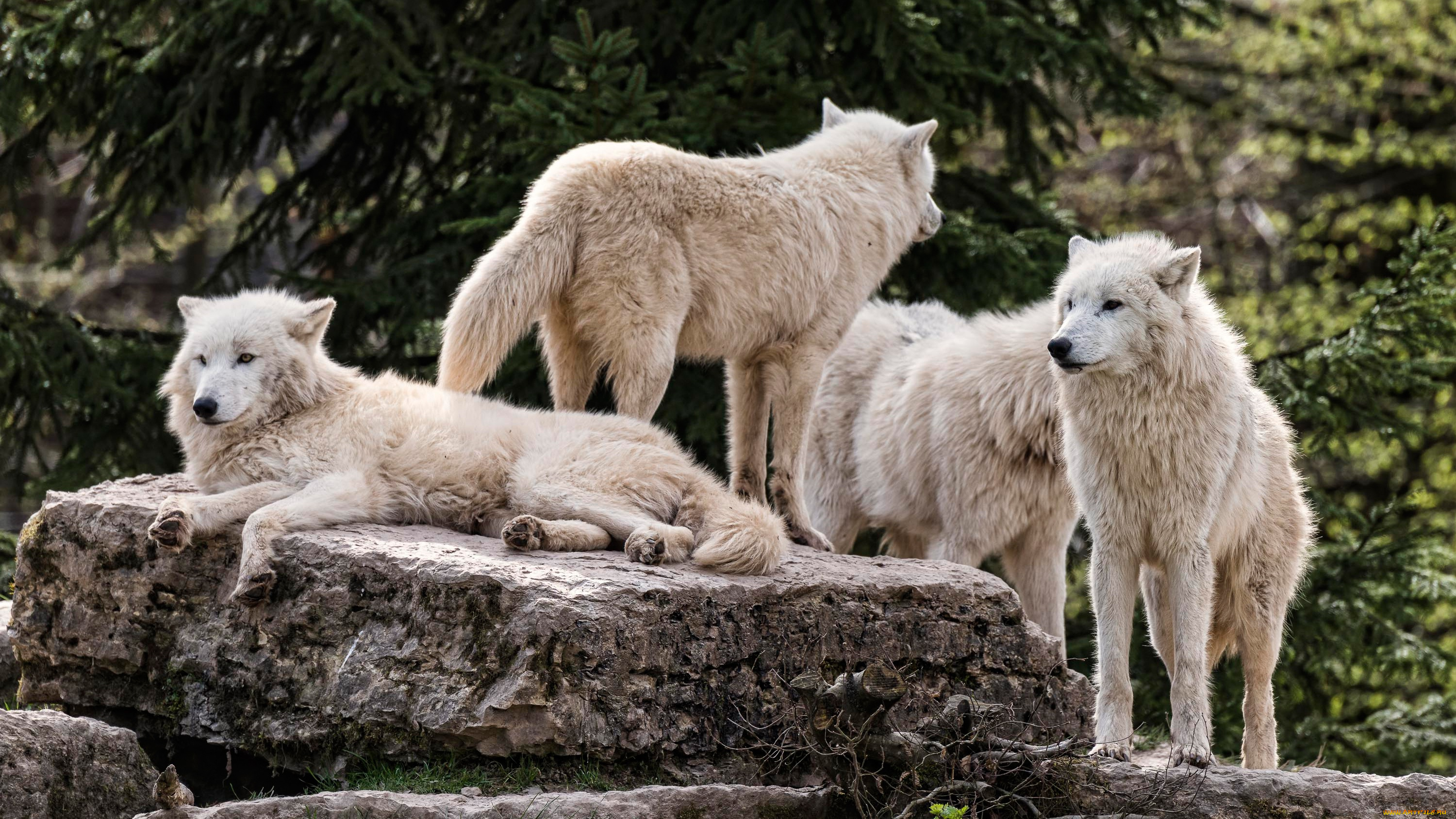животные, волки, , койоты, , шакалы, арктический, стая, сон, лежит, отдых, природа, волк, зоопарк, деревья, лежат, белые, белый, спят, полярный, камни, группа
