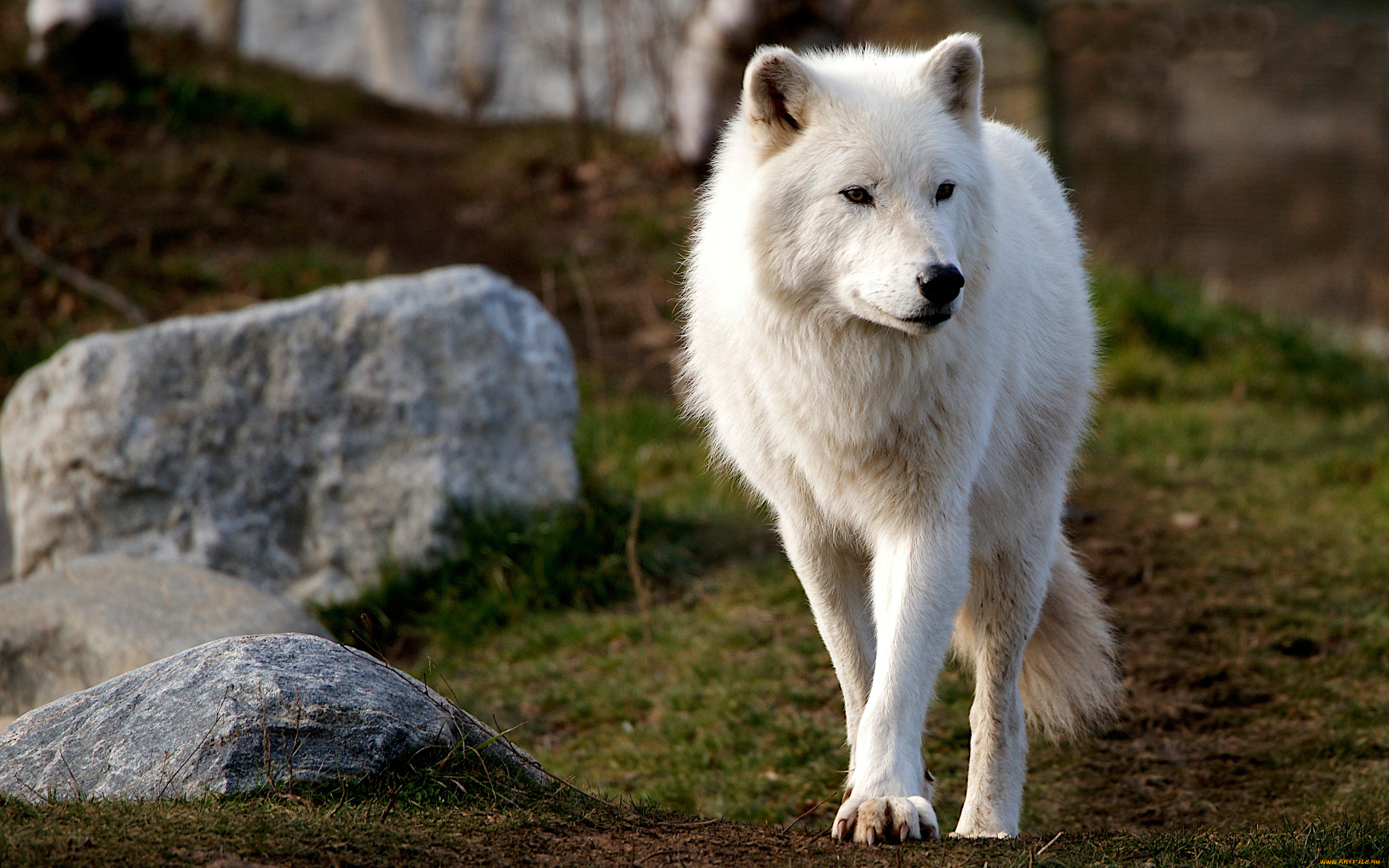 животные, волки, , койоты, , шакалы, арктический, взгляд, полярный, фон, камни, волк, морда, стоит, холм, природа, белый
