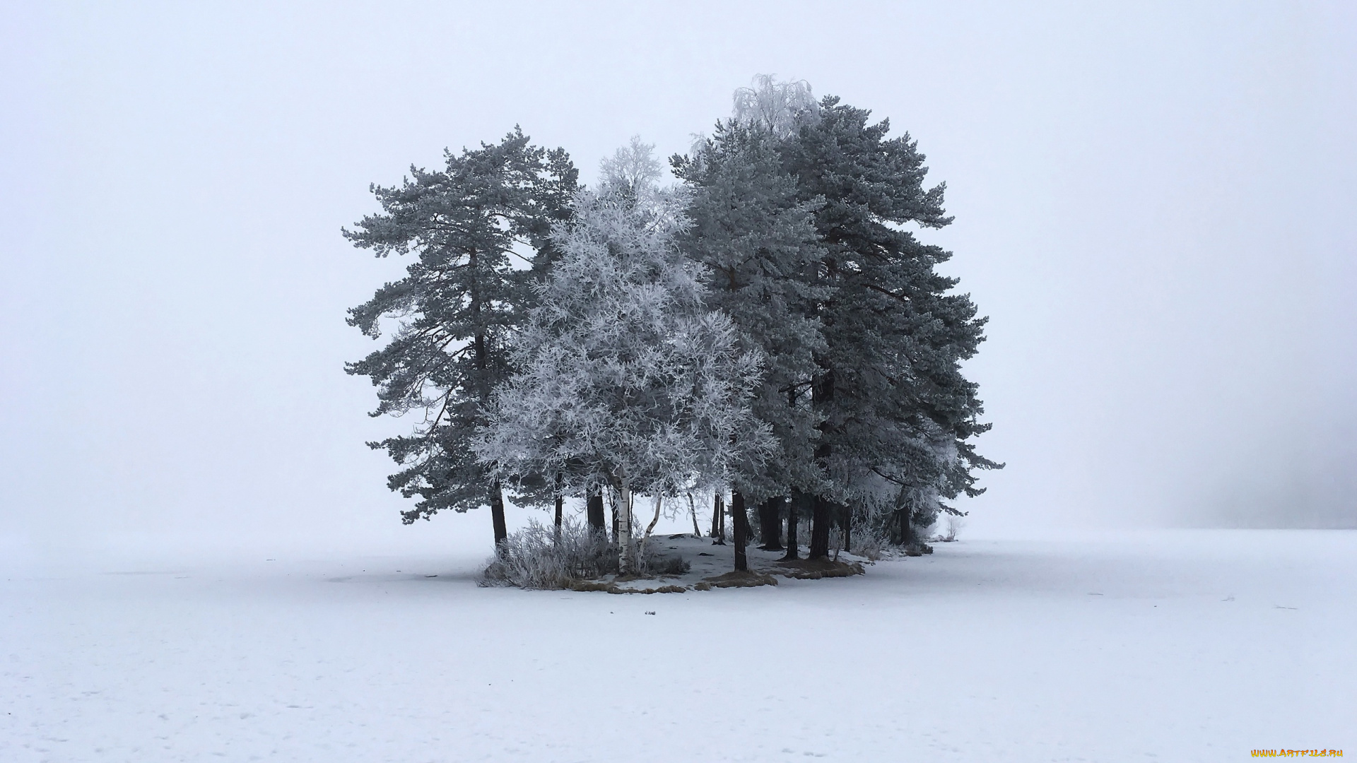 природа, деревья, зима, снег