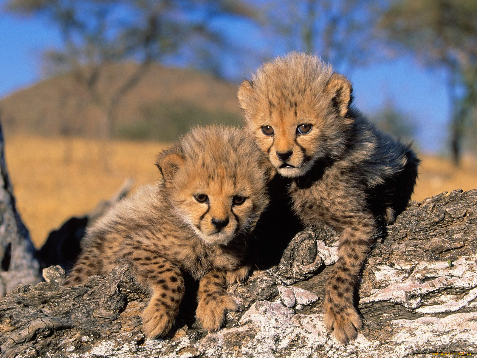 cheetah, cubs, africa, животные, гепарды
