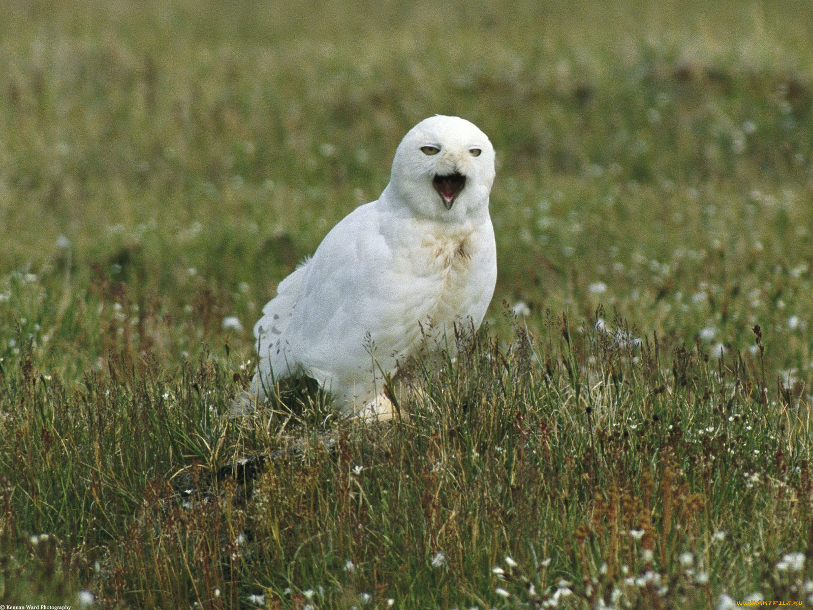 male, snowy, owl, alaska, животные, совы