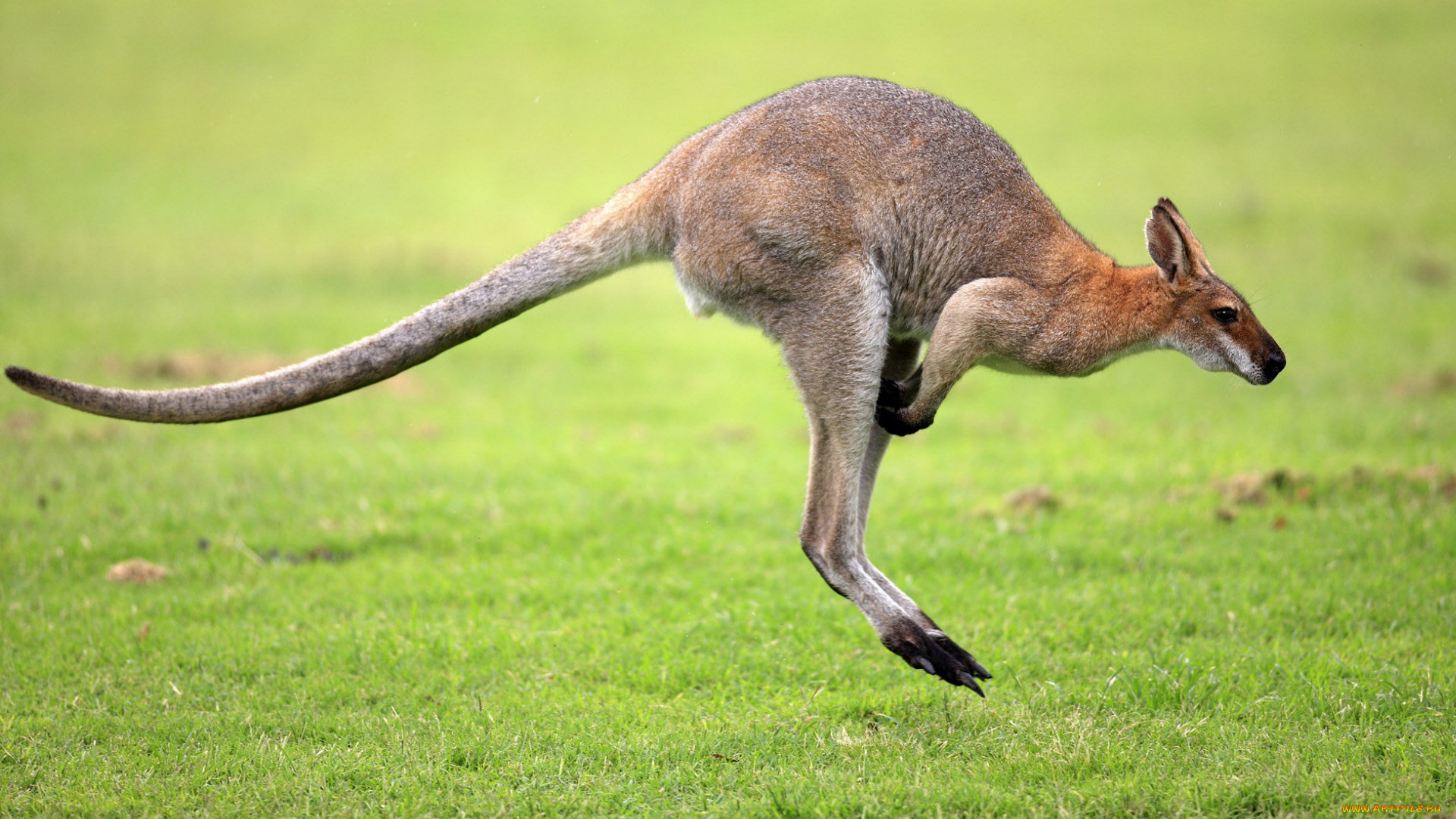kangaroo, животные, кенгуру, прыжки