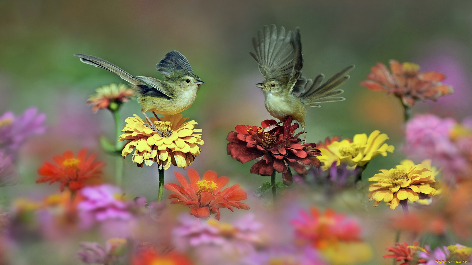 животные, птицы, луг, цветы, хвост, крылья