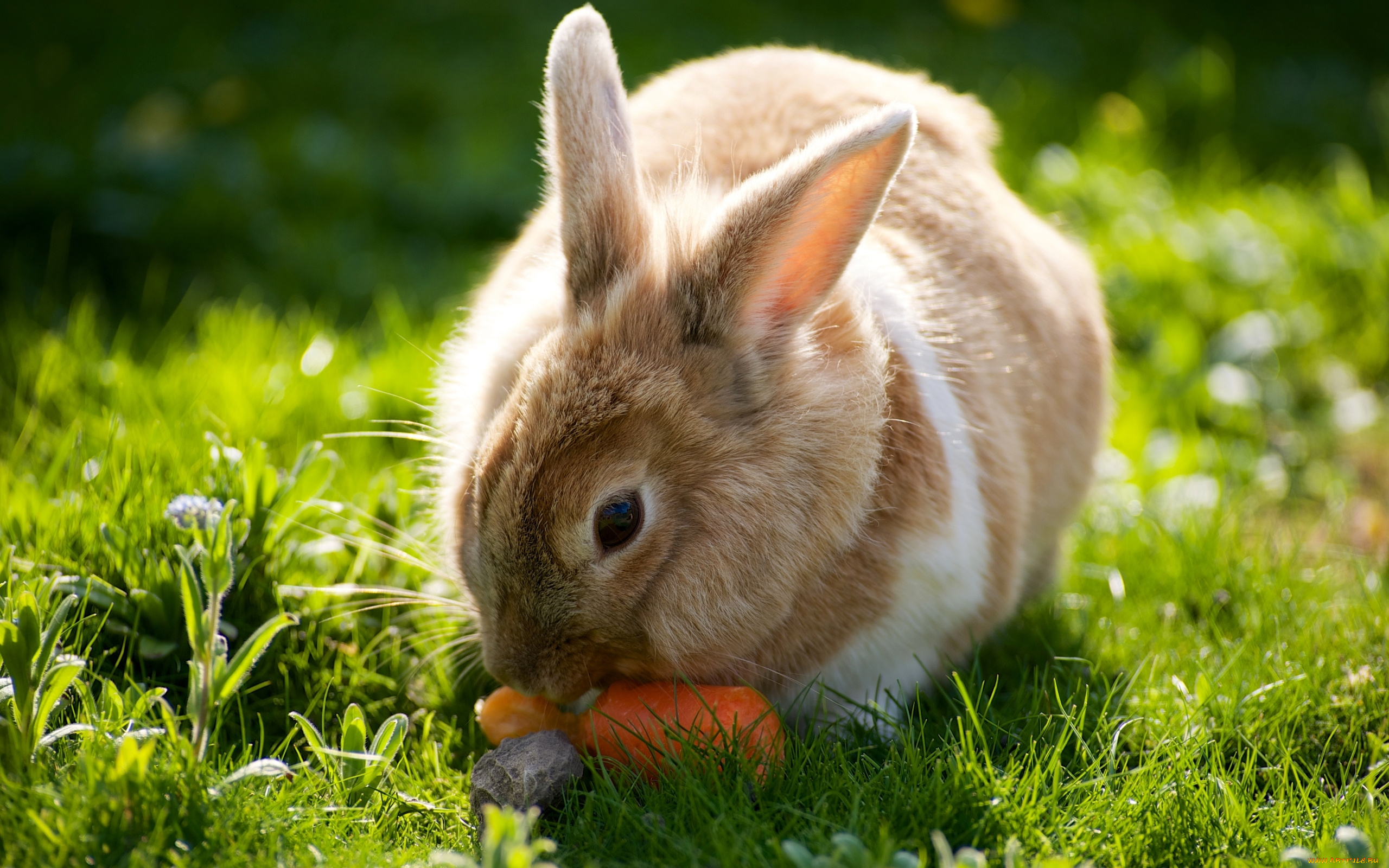 животные, кролики, , зайцы, морковь, солнечно, лето, трава, луг, фон, природа, кролик