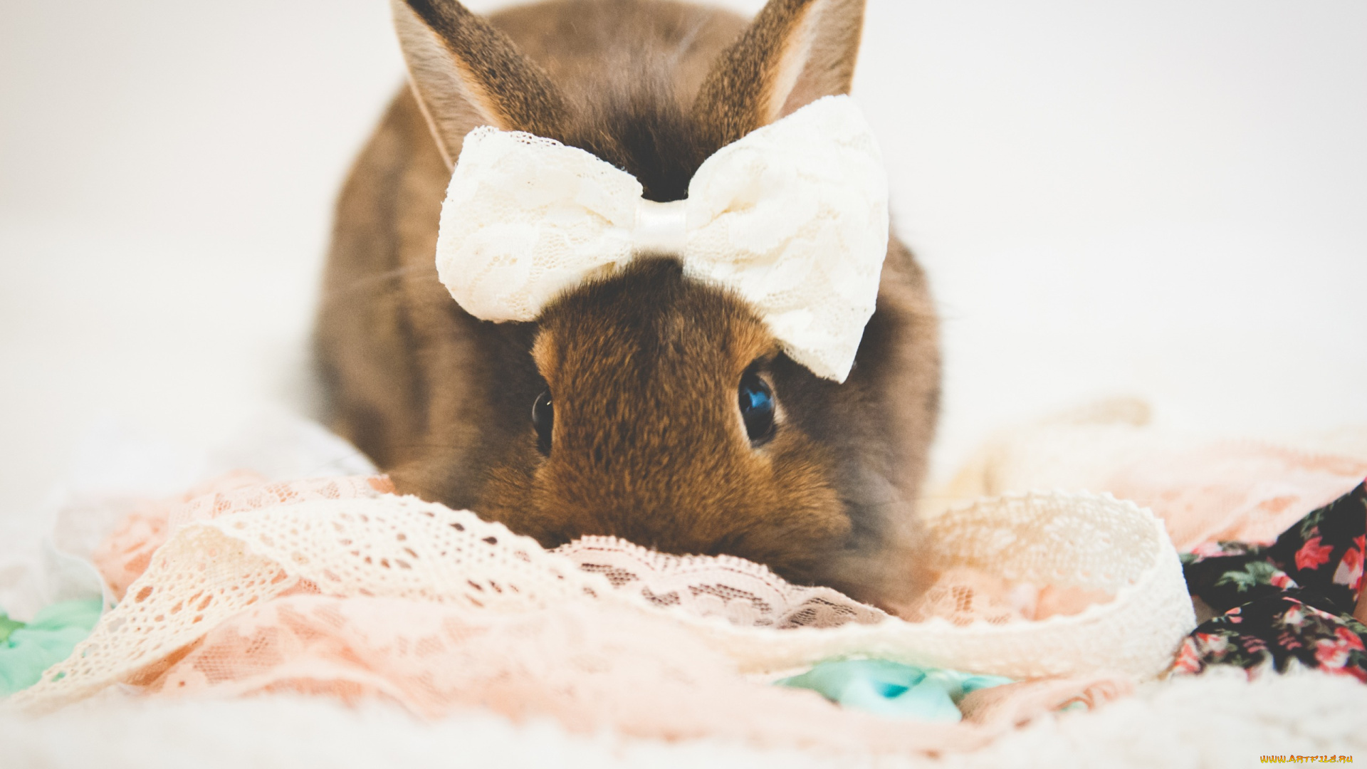 животные, кролики, , зайцы, бантик, кролик, by, tiny-tea-party