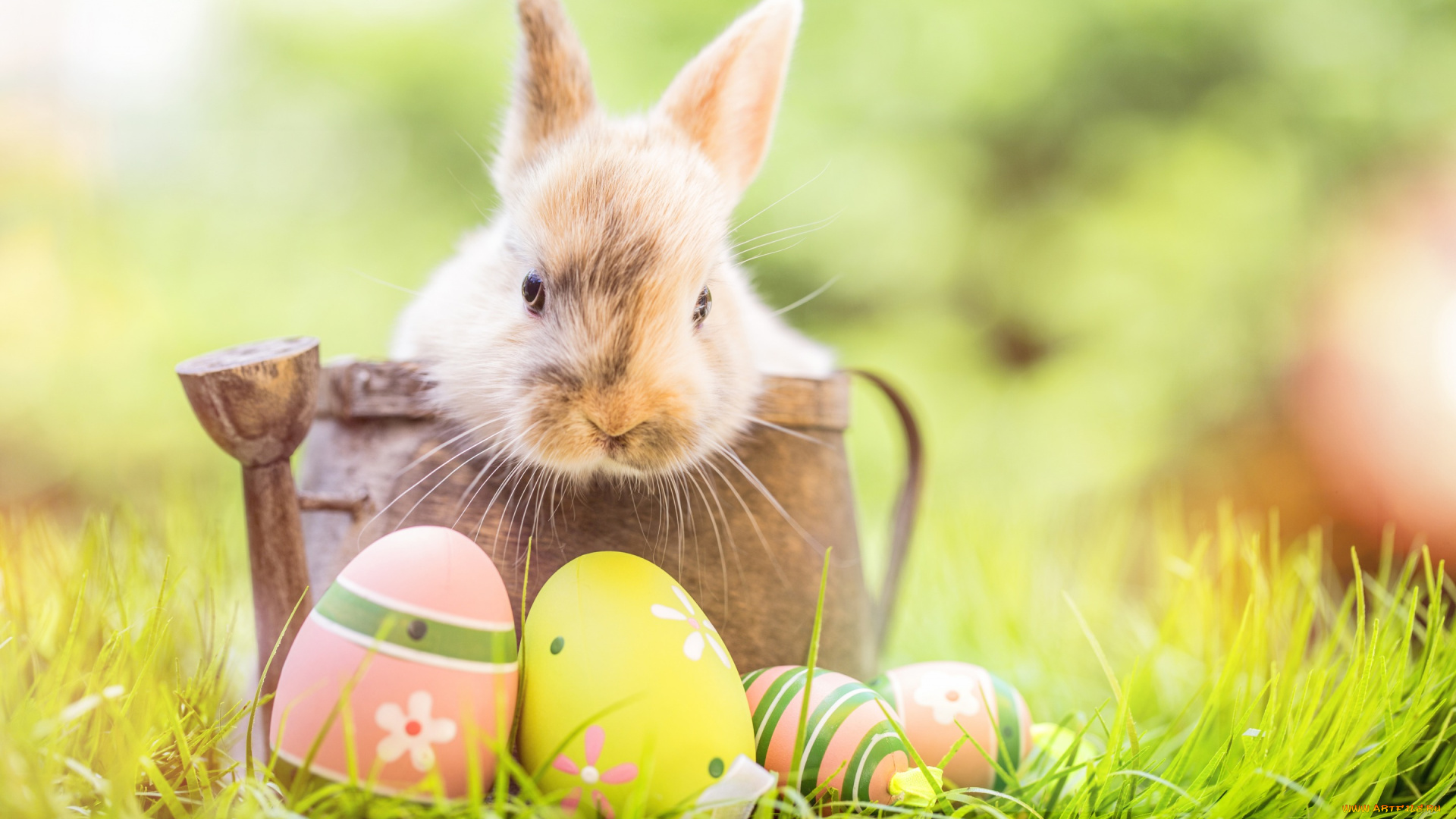 животные, кролики, , зайцы, кролик, happy, яйца, крашеные, цветы, eggs, spring, flowers