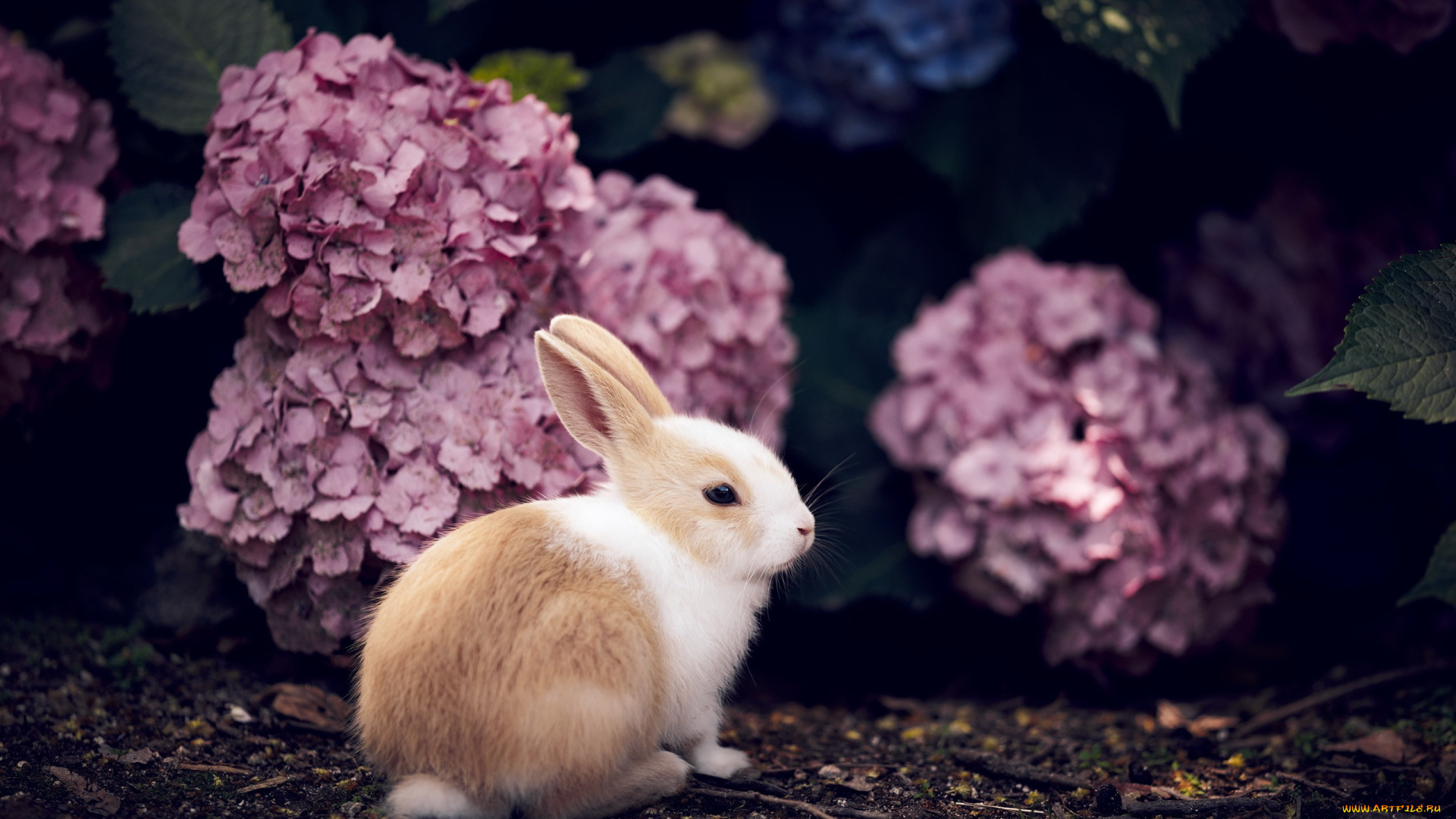 животные, кролики, , зайцы, кролик, природа, фон