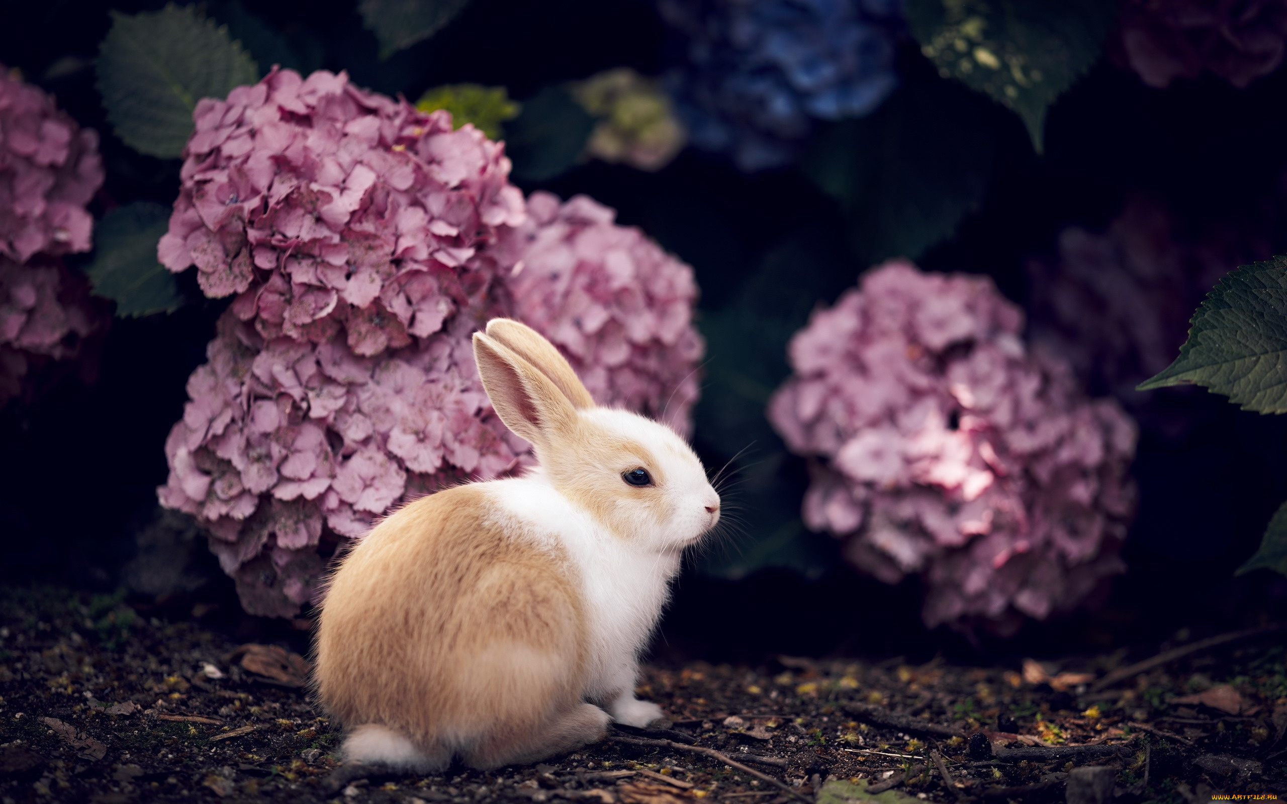 животные, кролики, , зайцы, кролик, природа, фон
