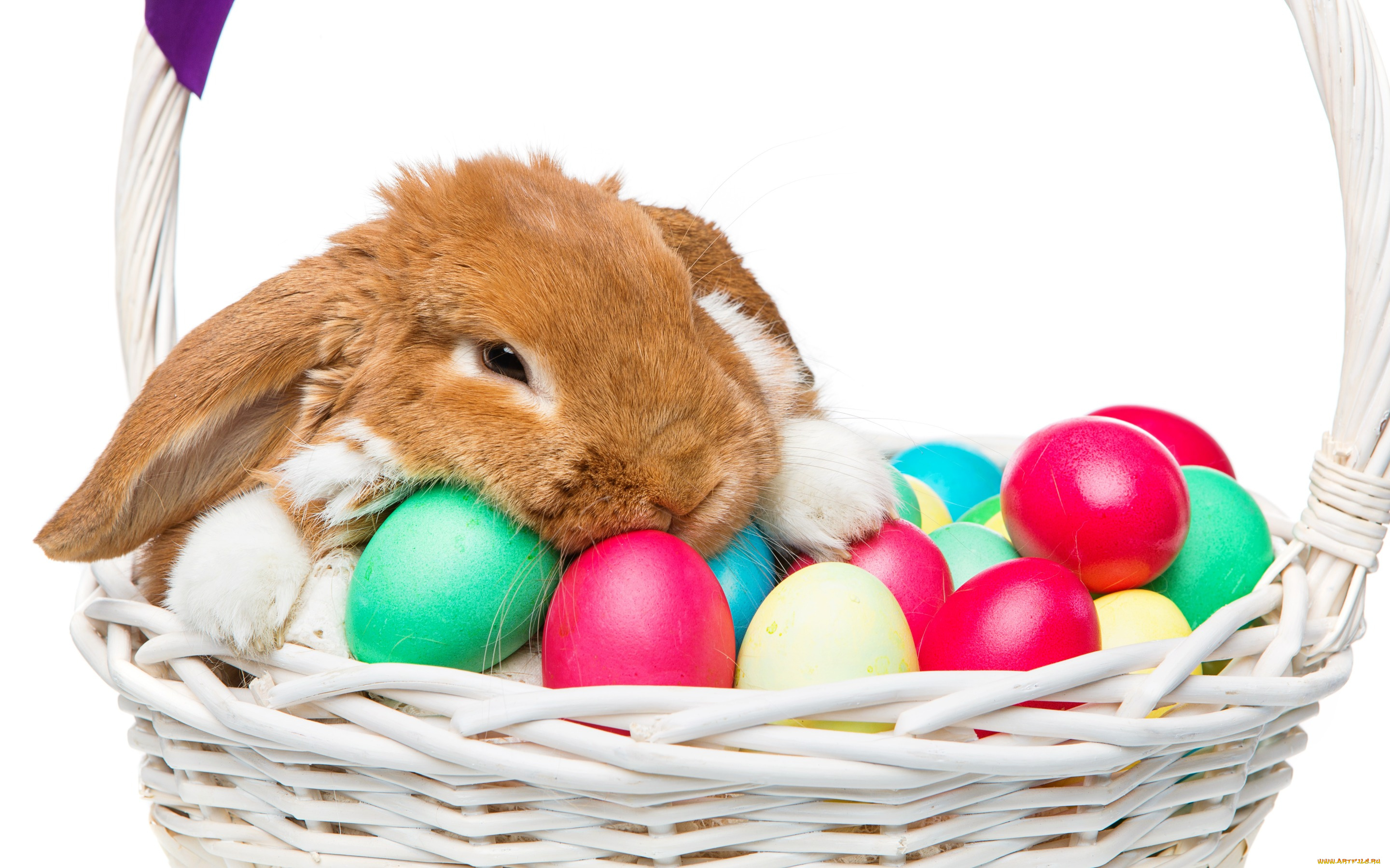 животные, кролики, , зайцы, цветы, spring, flowers, eggs, кролик, happy, rabbit