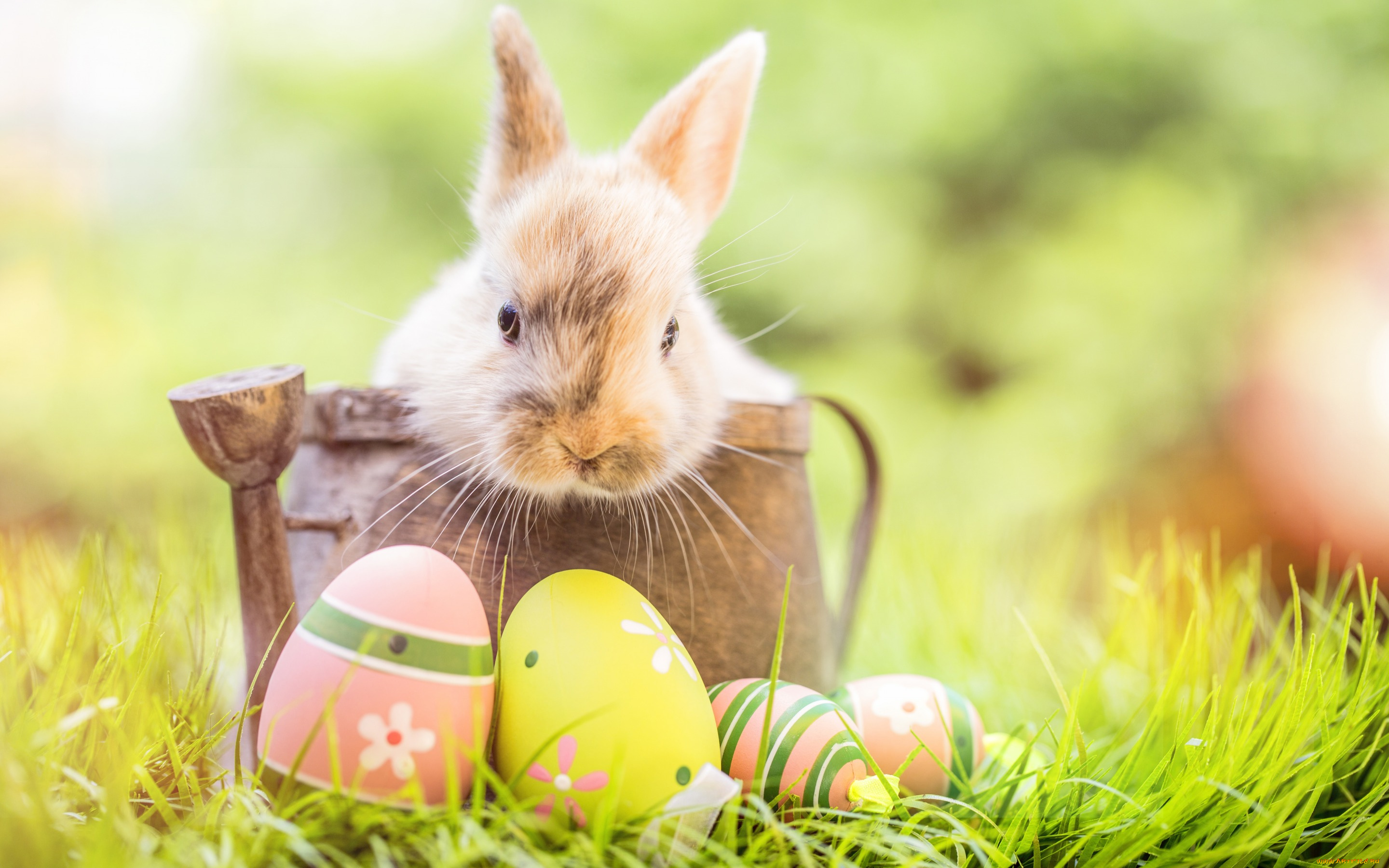 животные, кролики, , зайцы, кролик, happy, яйца, крашеные, цветы, eggs, spring, flowers