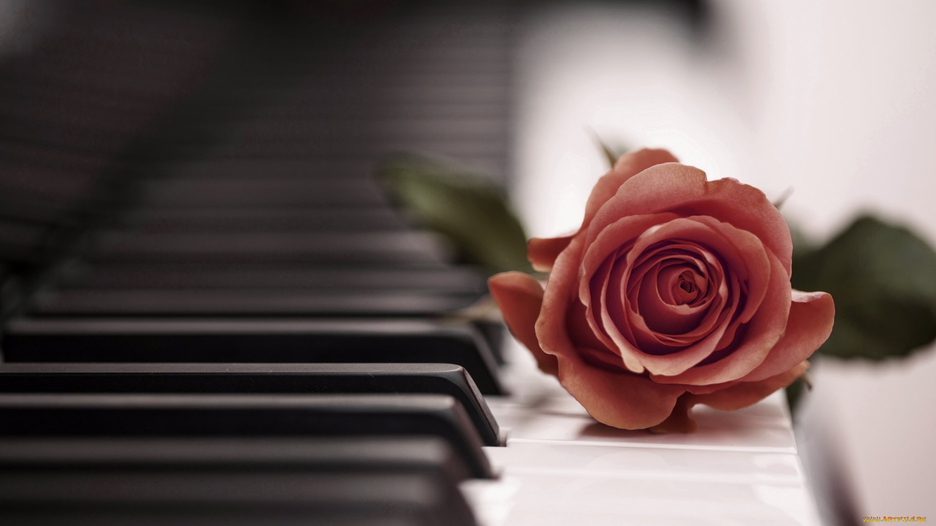 музыка, -музыкальные, инструменты, клавиши, роза, цветок, пианино