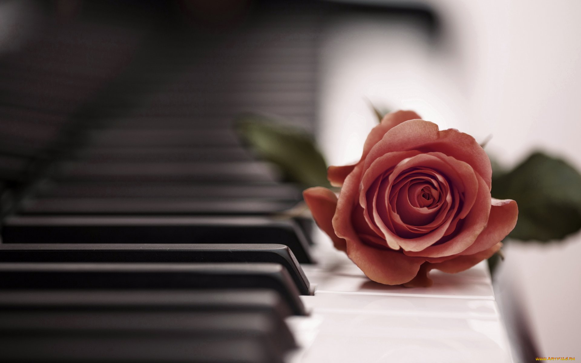 музыка, -музыкальные, инструменты, клавиши, роза, цветок, пианино
