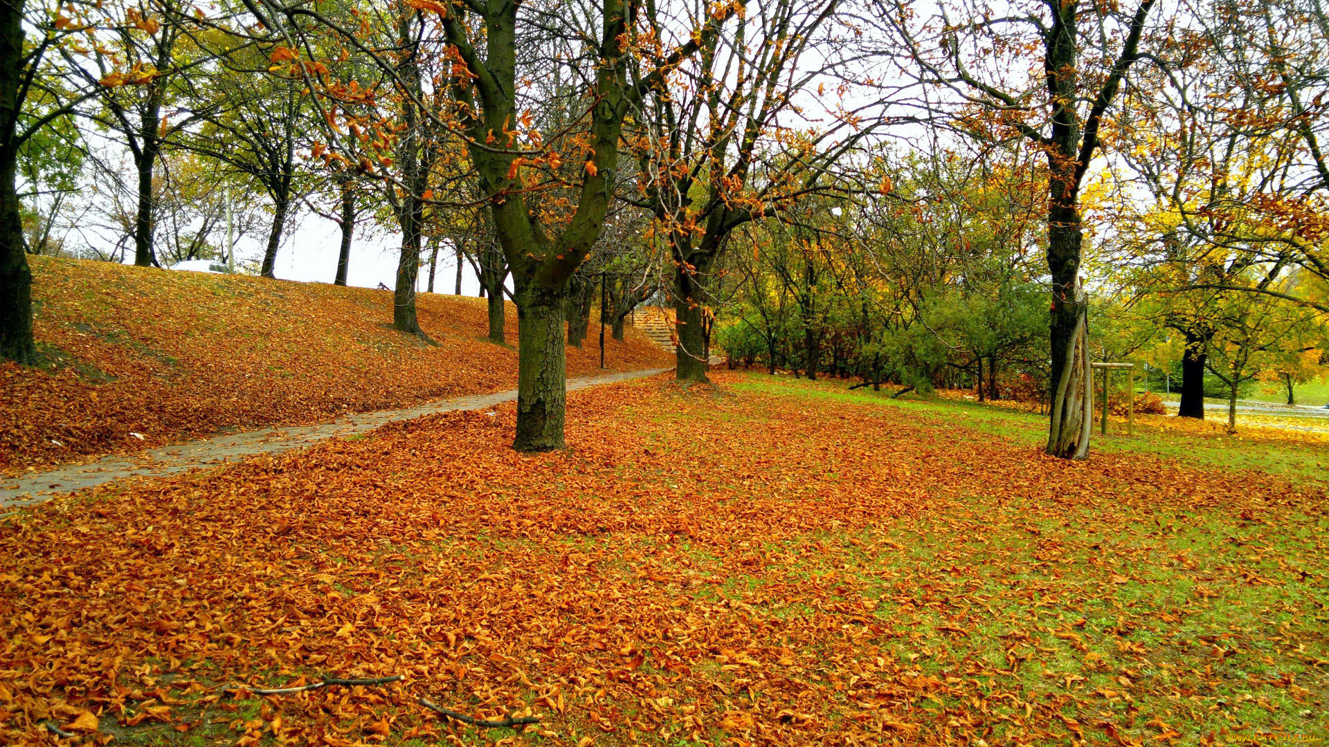 природа, парк, осень, листопад